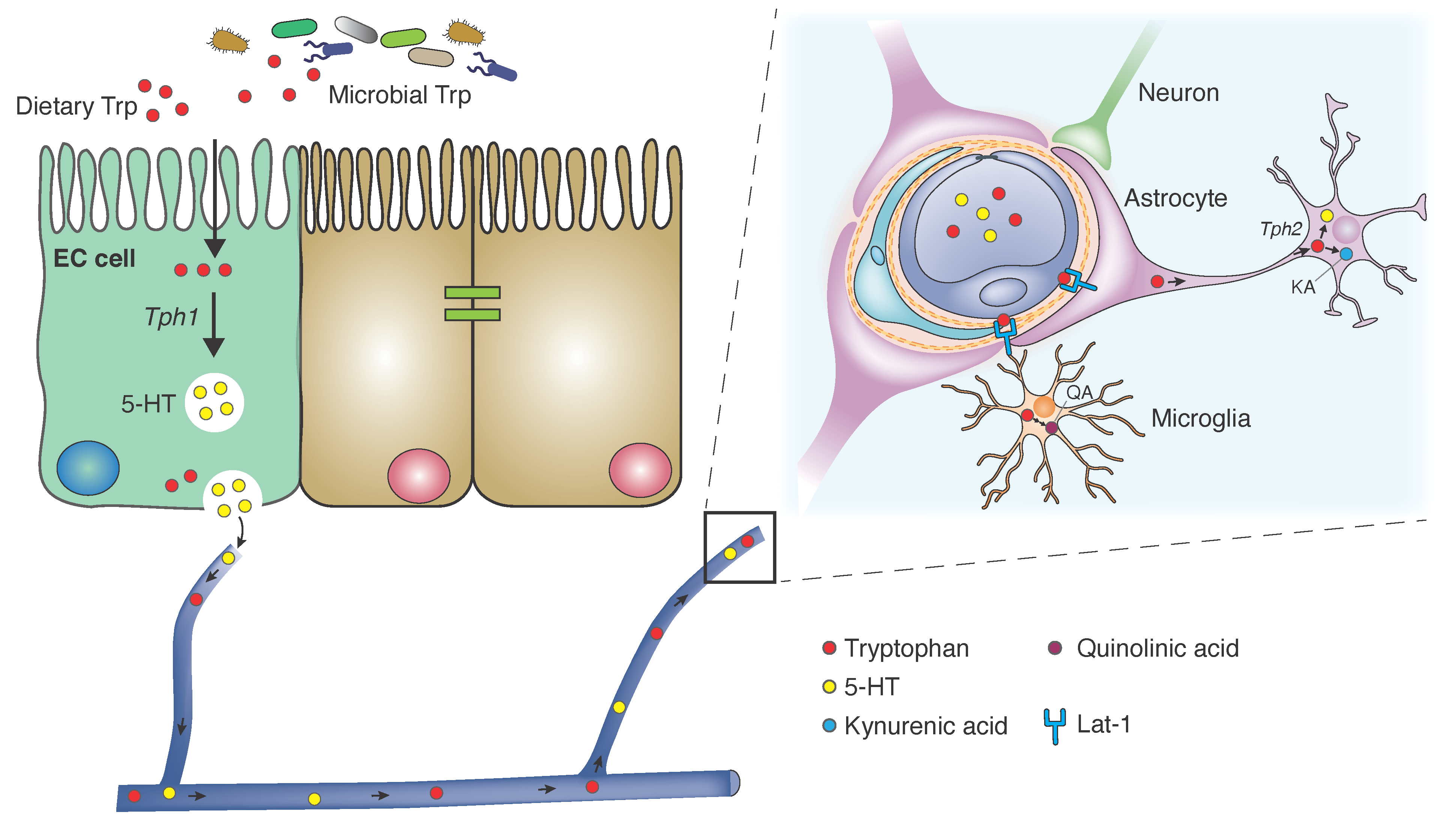 Ijms Free Full Text Tryptophan Metabolism And Gut Brain Homeostasis Html