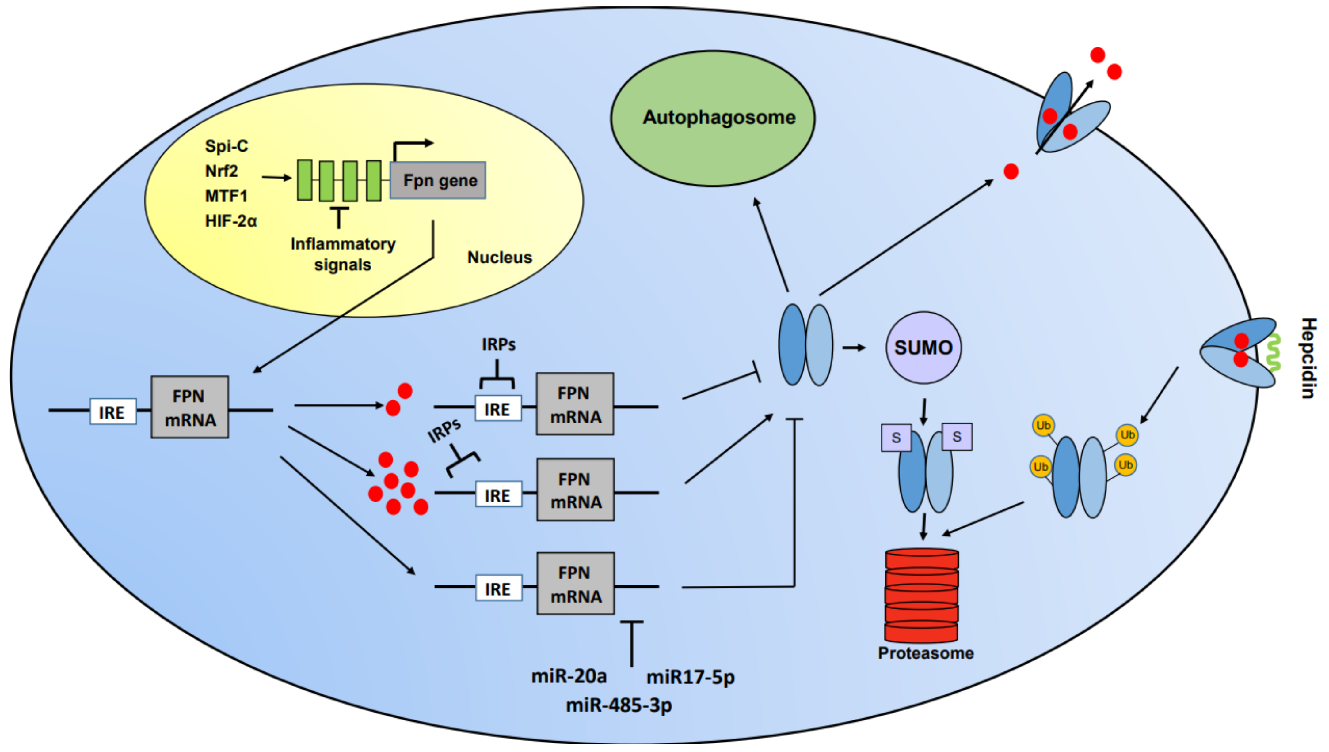 Ijms 22 02986 g001 Ijms 22 02986 g001