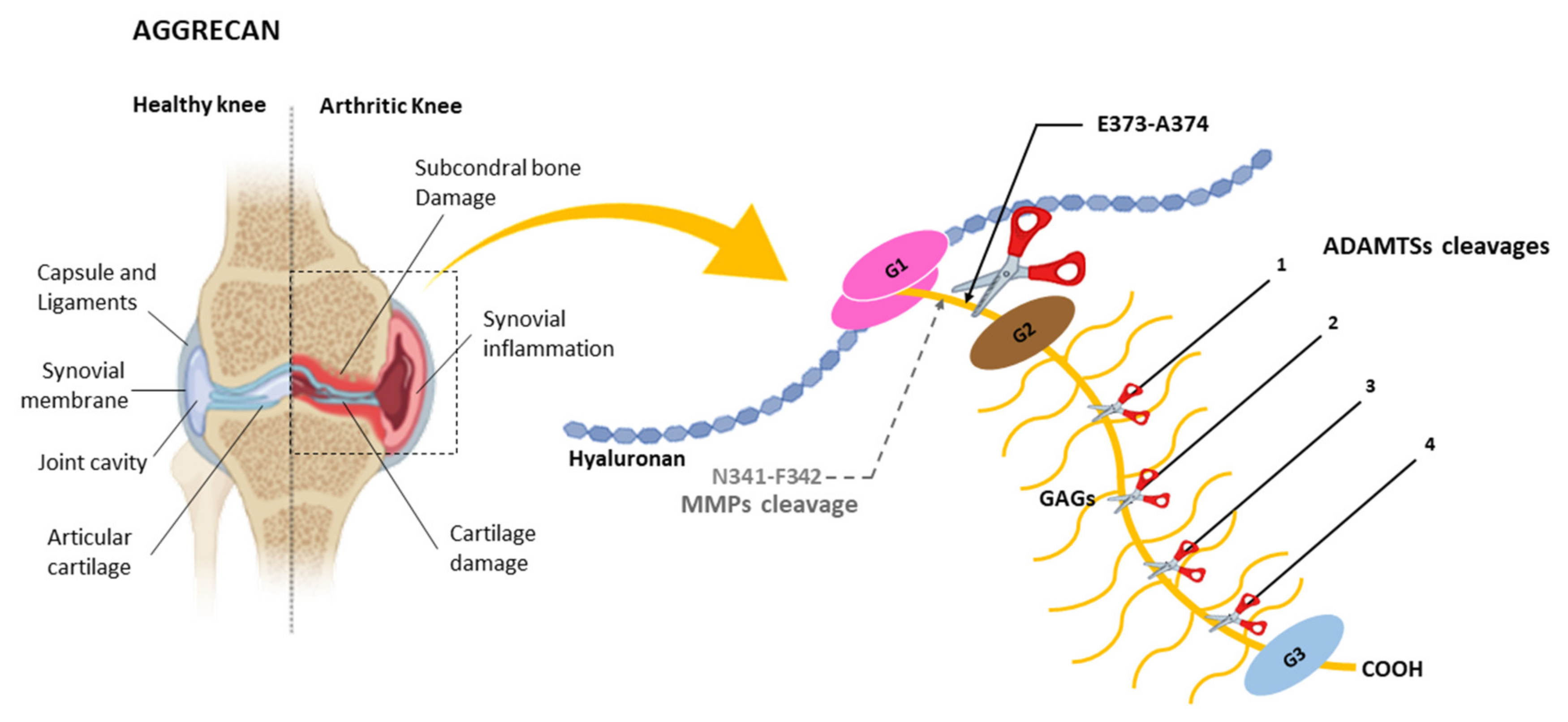 Ijms 22 02988 g003 Ijms 22 02988 g003