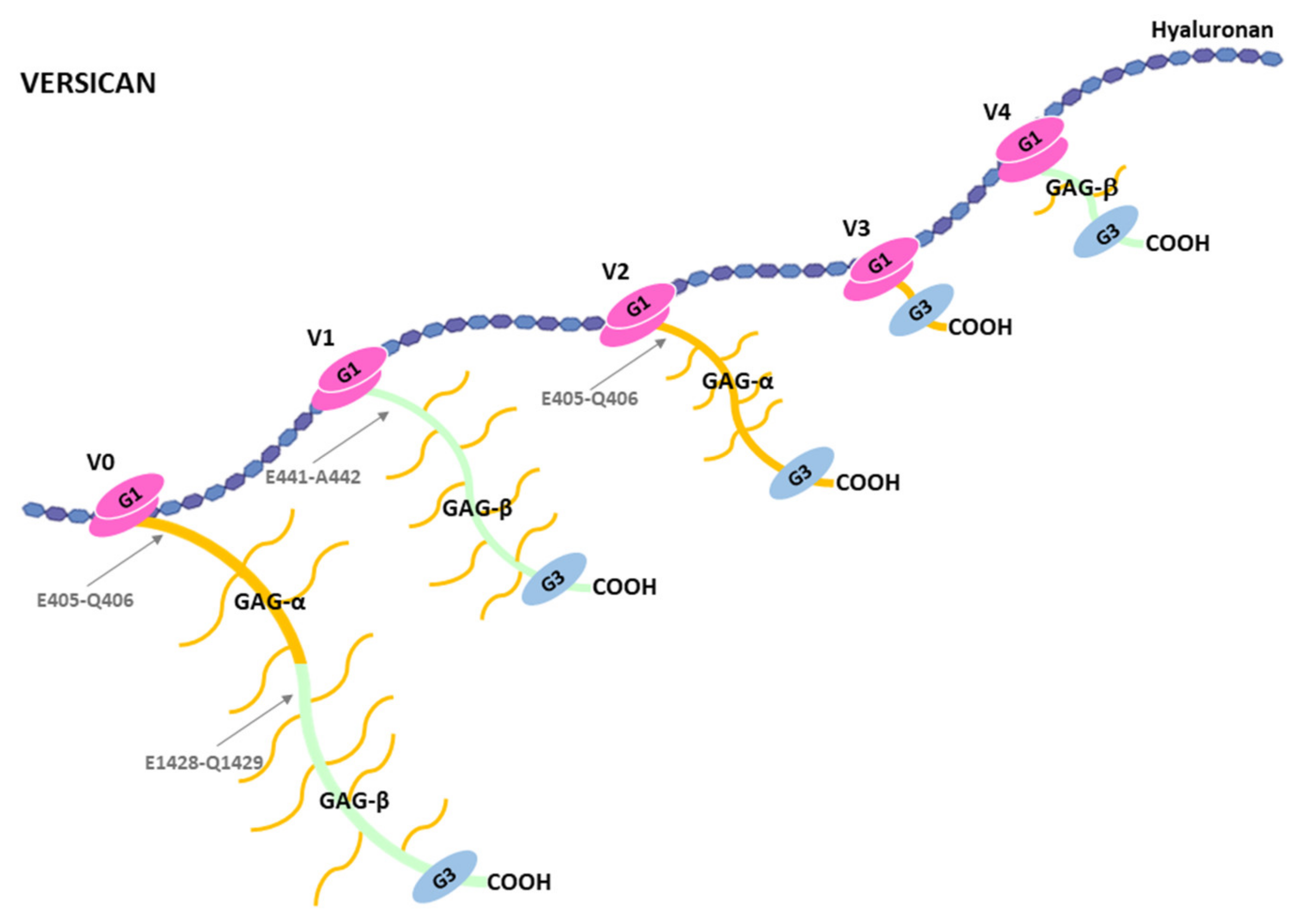 Ijms 22 02988 g004 Ijms 22 02988 g004