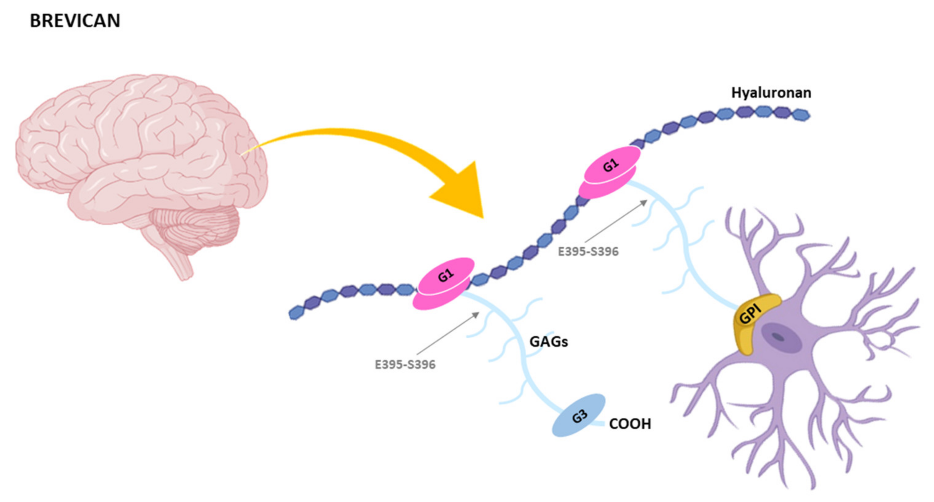 Ijms 22 02988 g005 Ijms 22 02988 g005