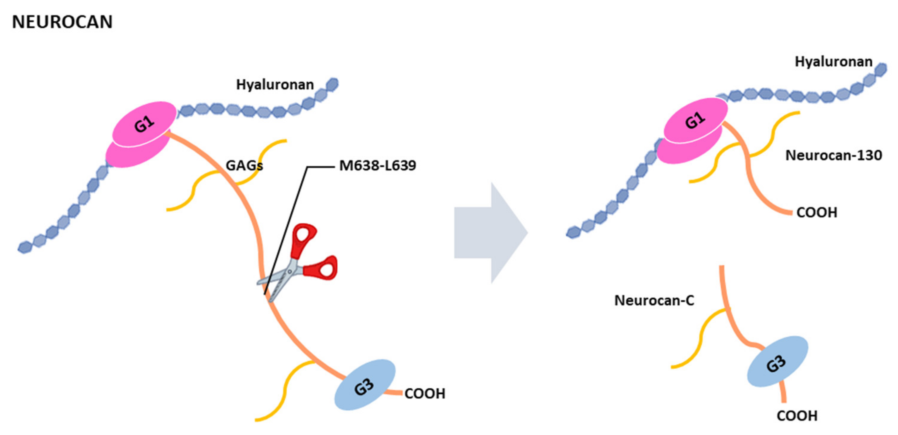 Ijms 22 02988 g006 Ijms 22 02988 g006