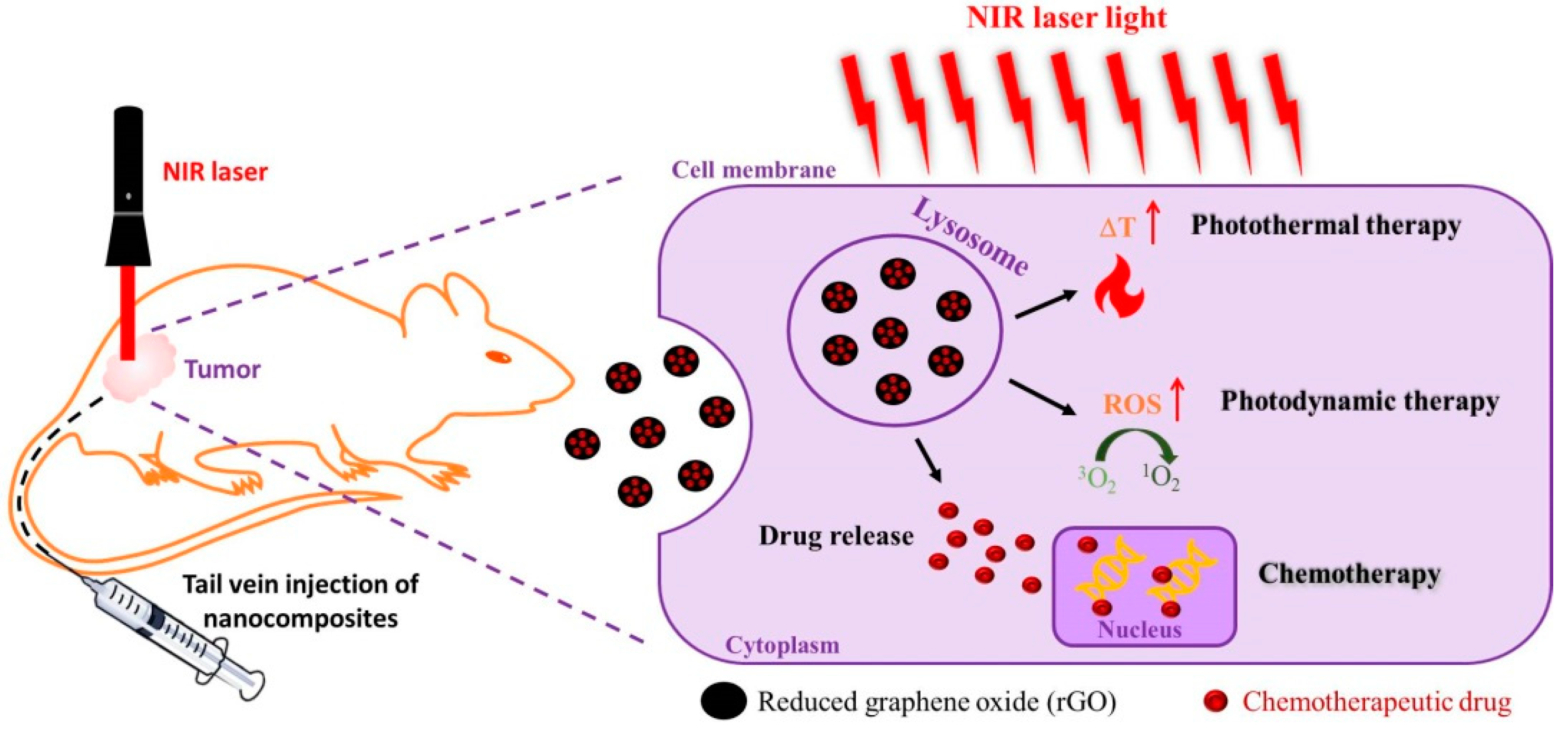 Ijms 22 02989 g003 Ijms 22 02989 g003