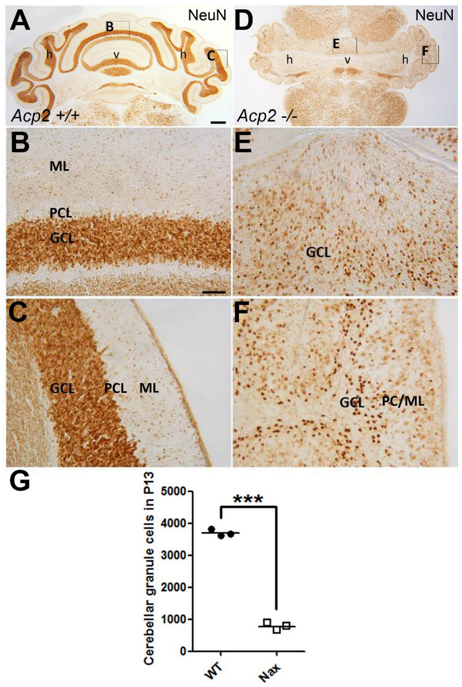 Ijms 22 02994 g001 Ijms 22 02994 g001