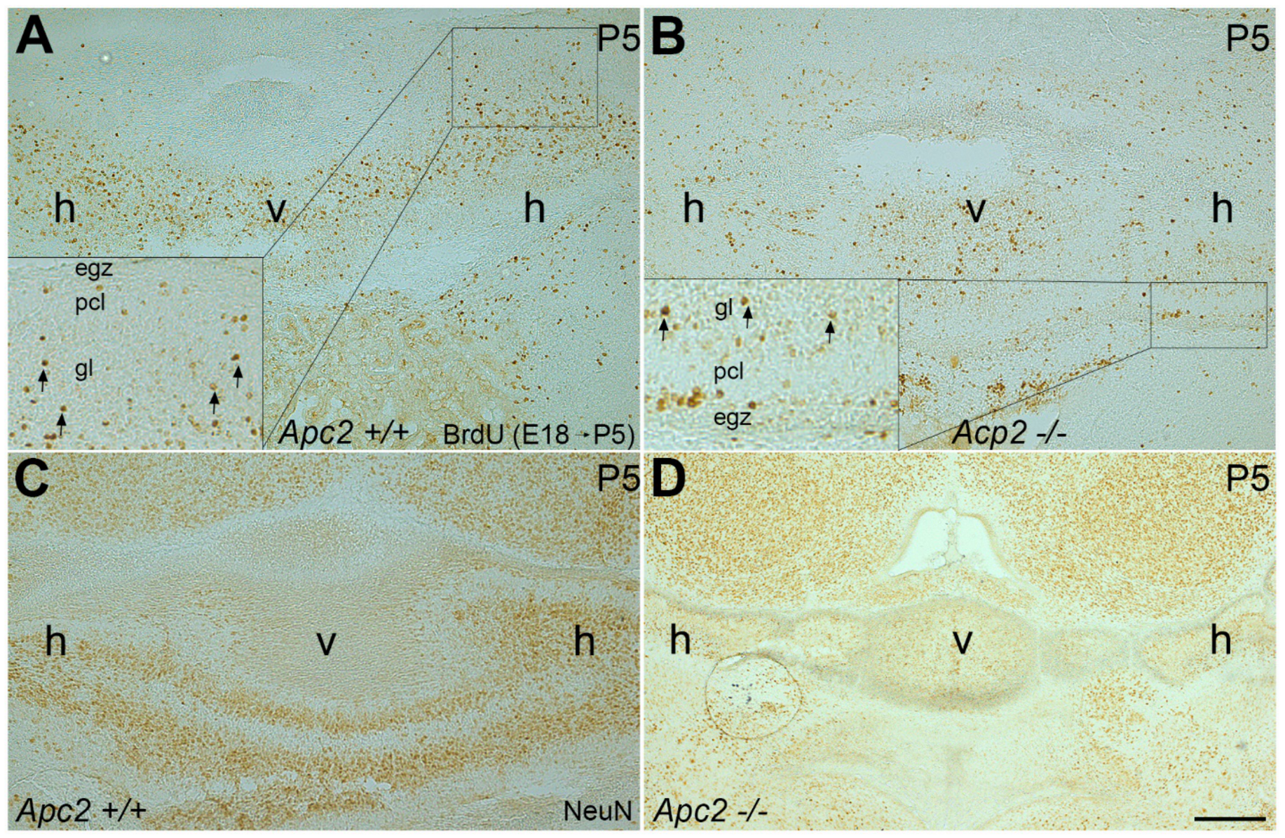 Ijms 22 02994 g003 Ijms 22 02994 g003