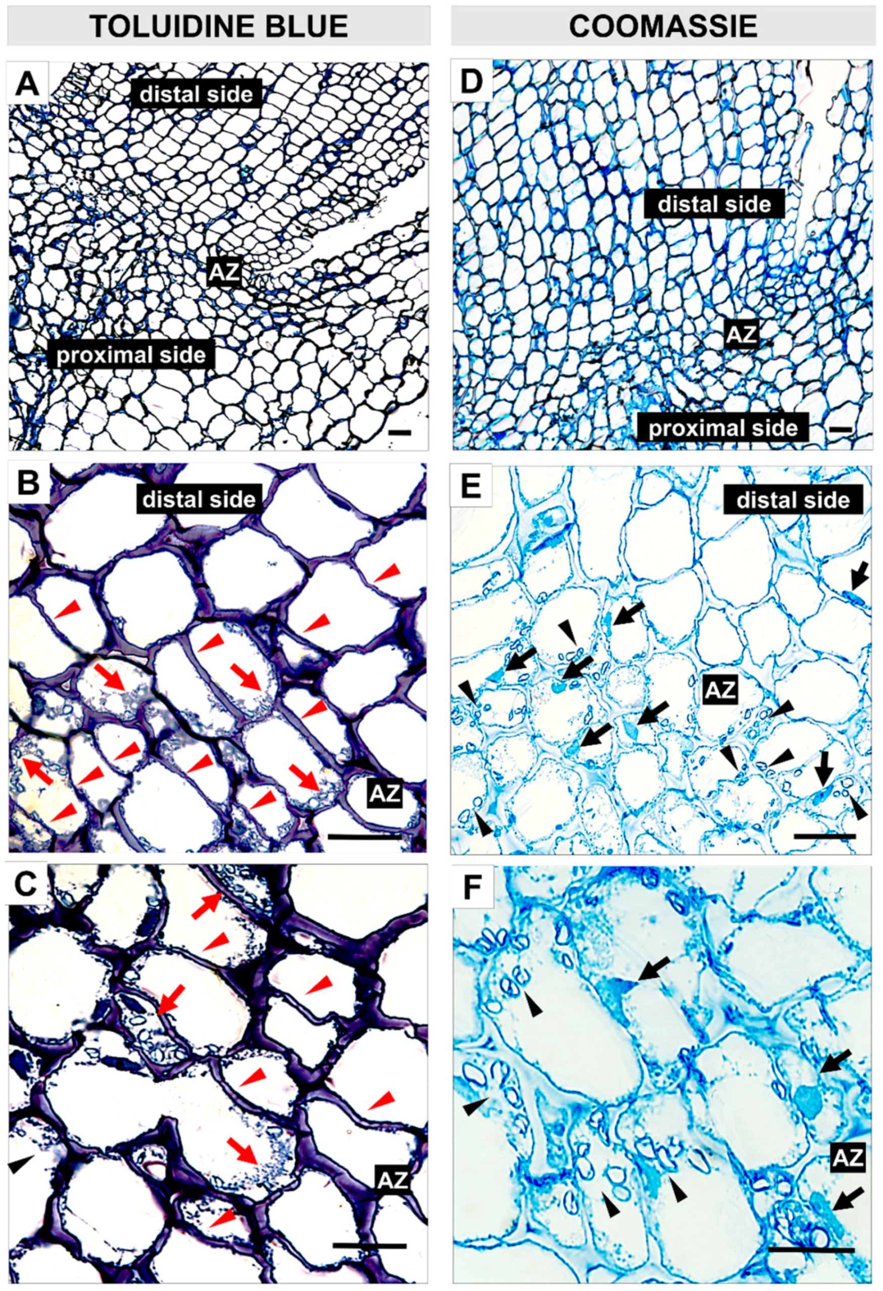 Ijms 22 03001 g003 Ijms 22 03001 g003