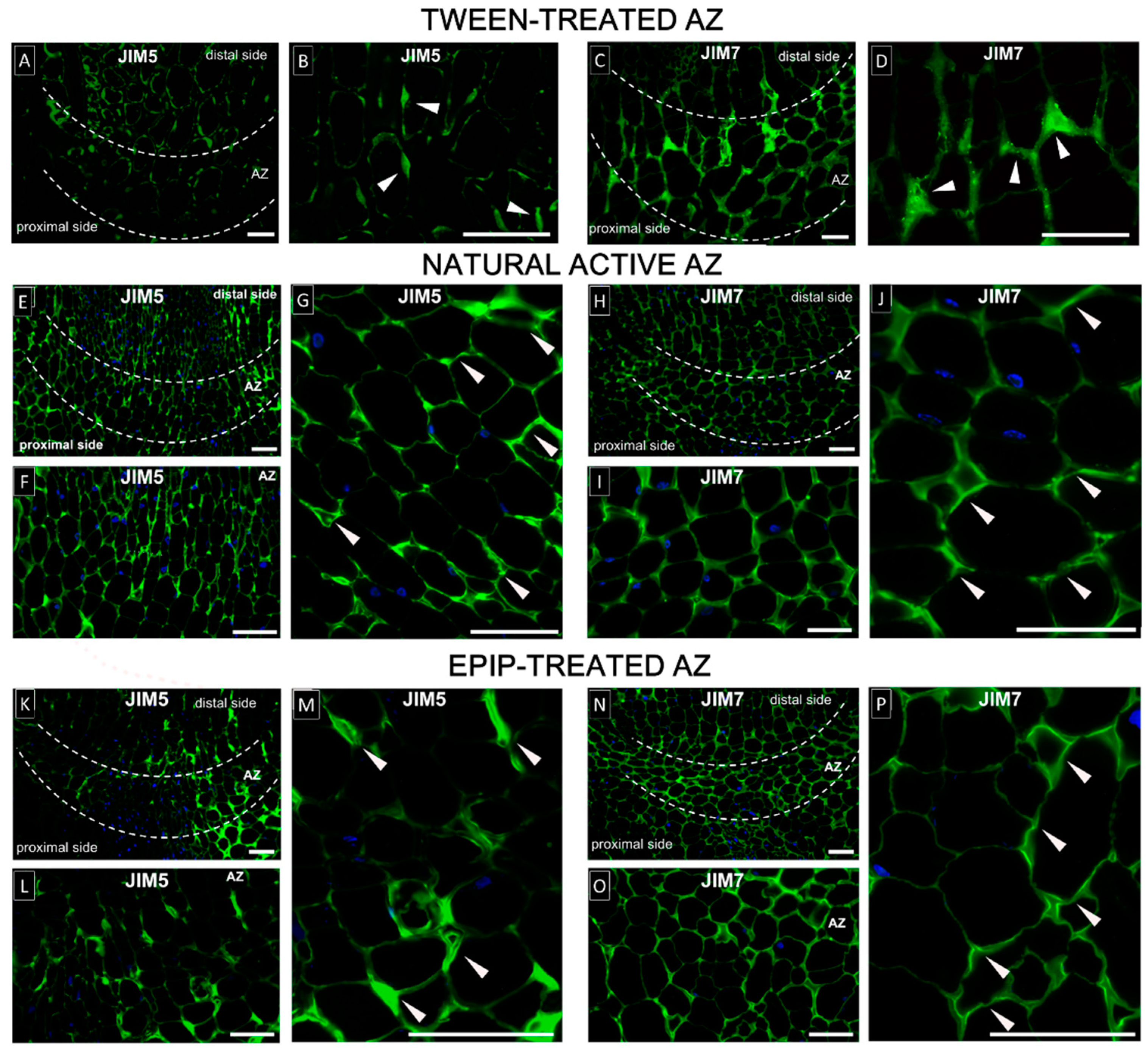 Ijms Free Full Text Epip Evoked Modifications Of Redox Lipid And Pectin Homeostasis In The Abscission Zone Of Lupine Flowers Html