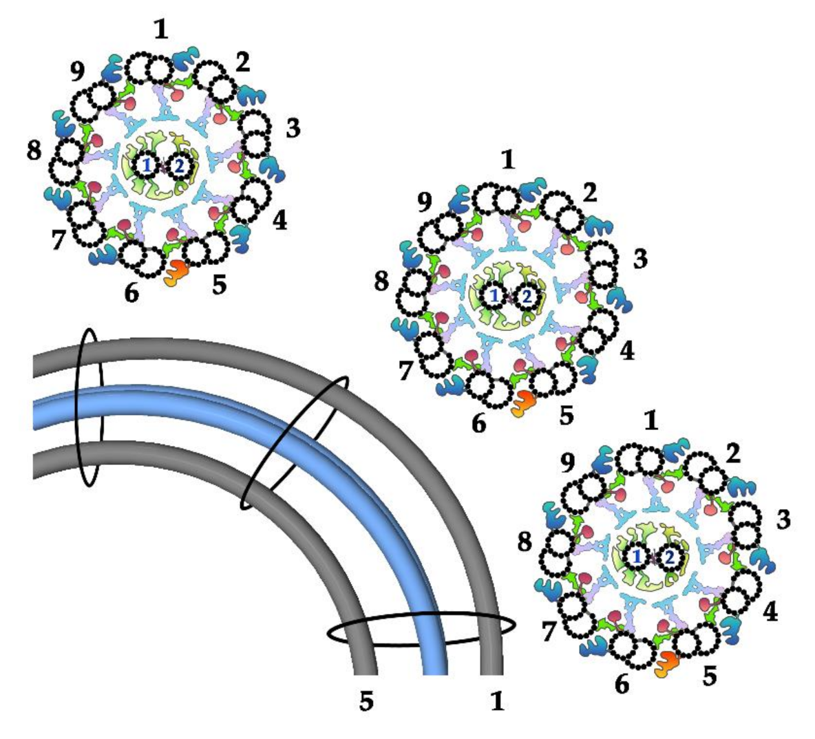 Ijms 22 03013 g003 Ijms 22 03013 g003