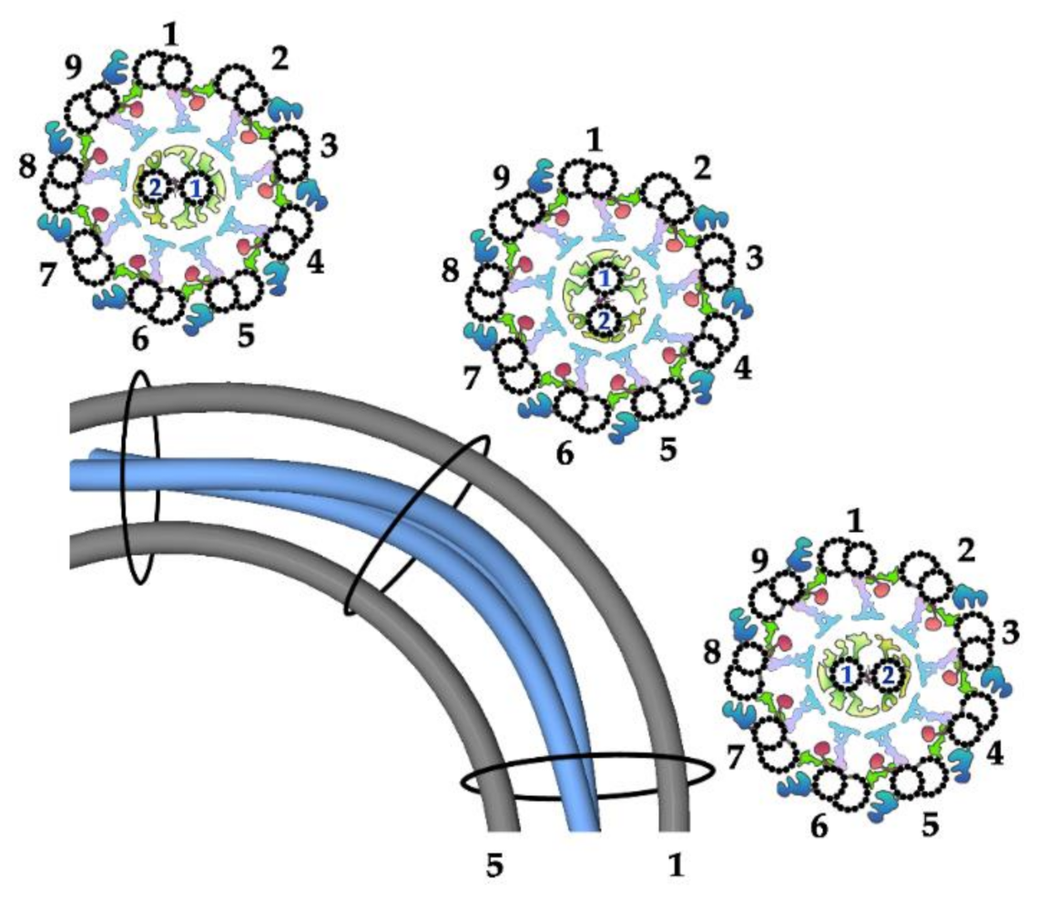 Ijms 22 03013 g004 Ijms 22 03013 g004