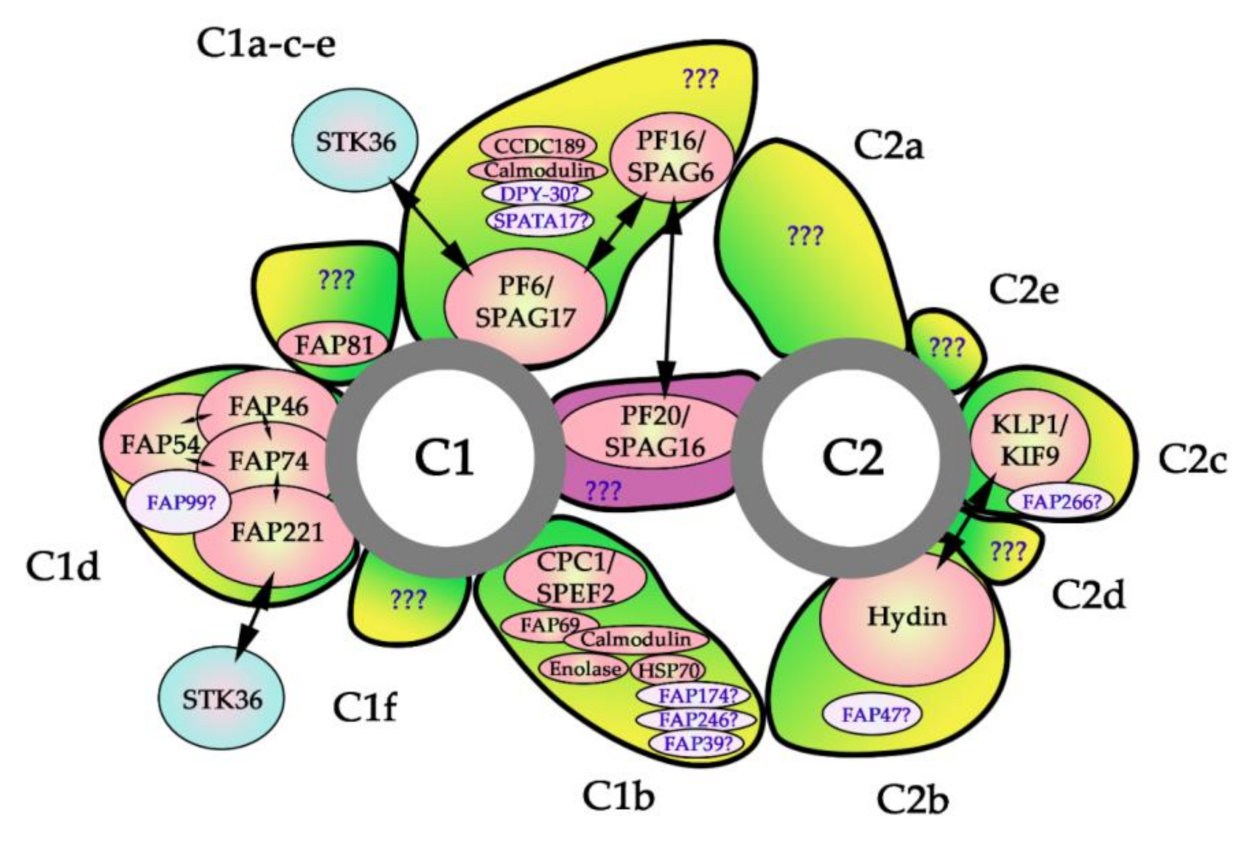 Ijms 22 03013 g005 Ijms 22 03013 g005