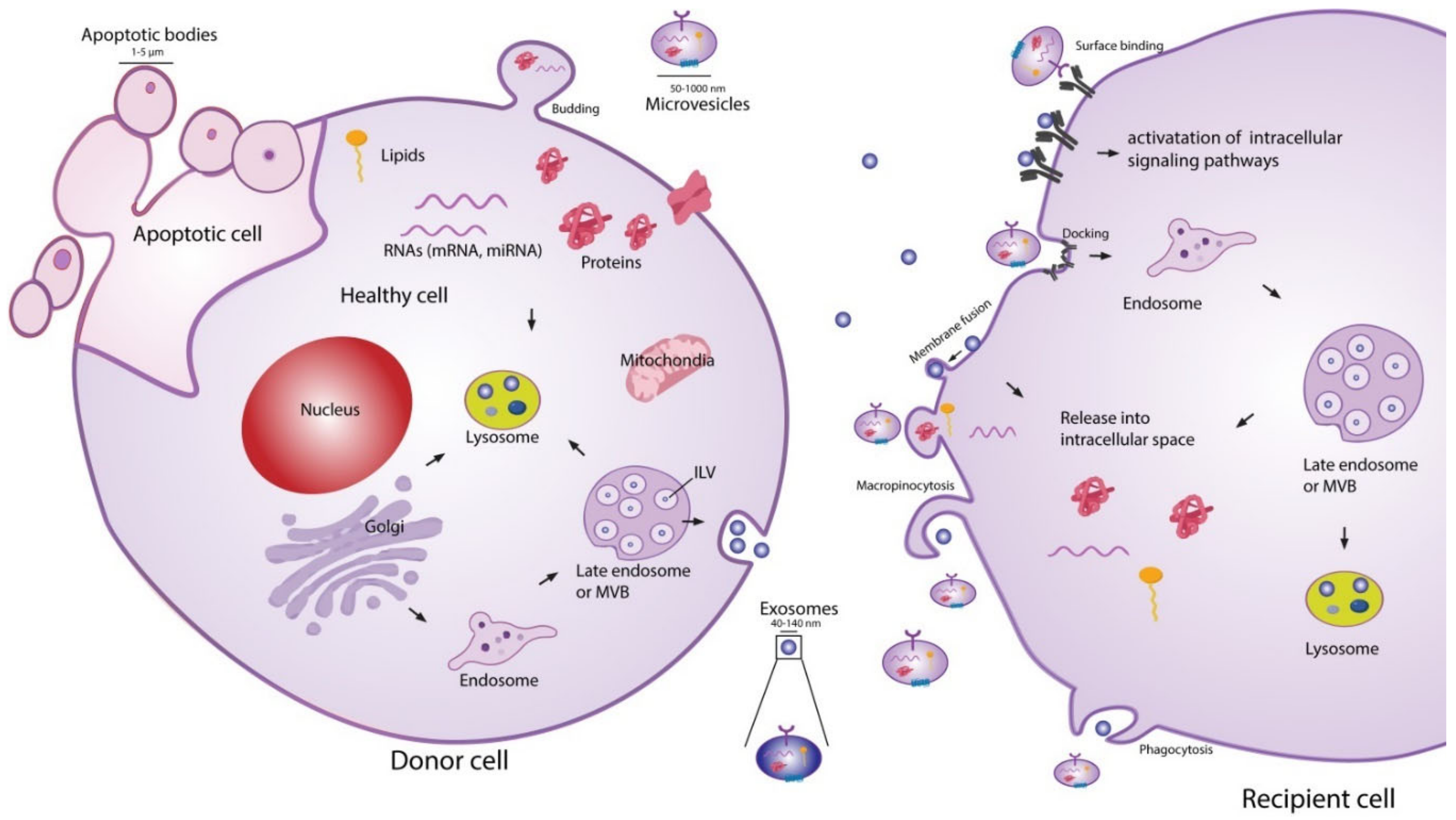 Liposome: classification, preparation, and applications