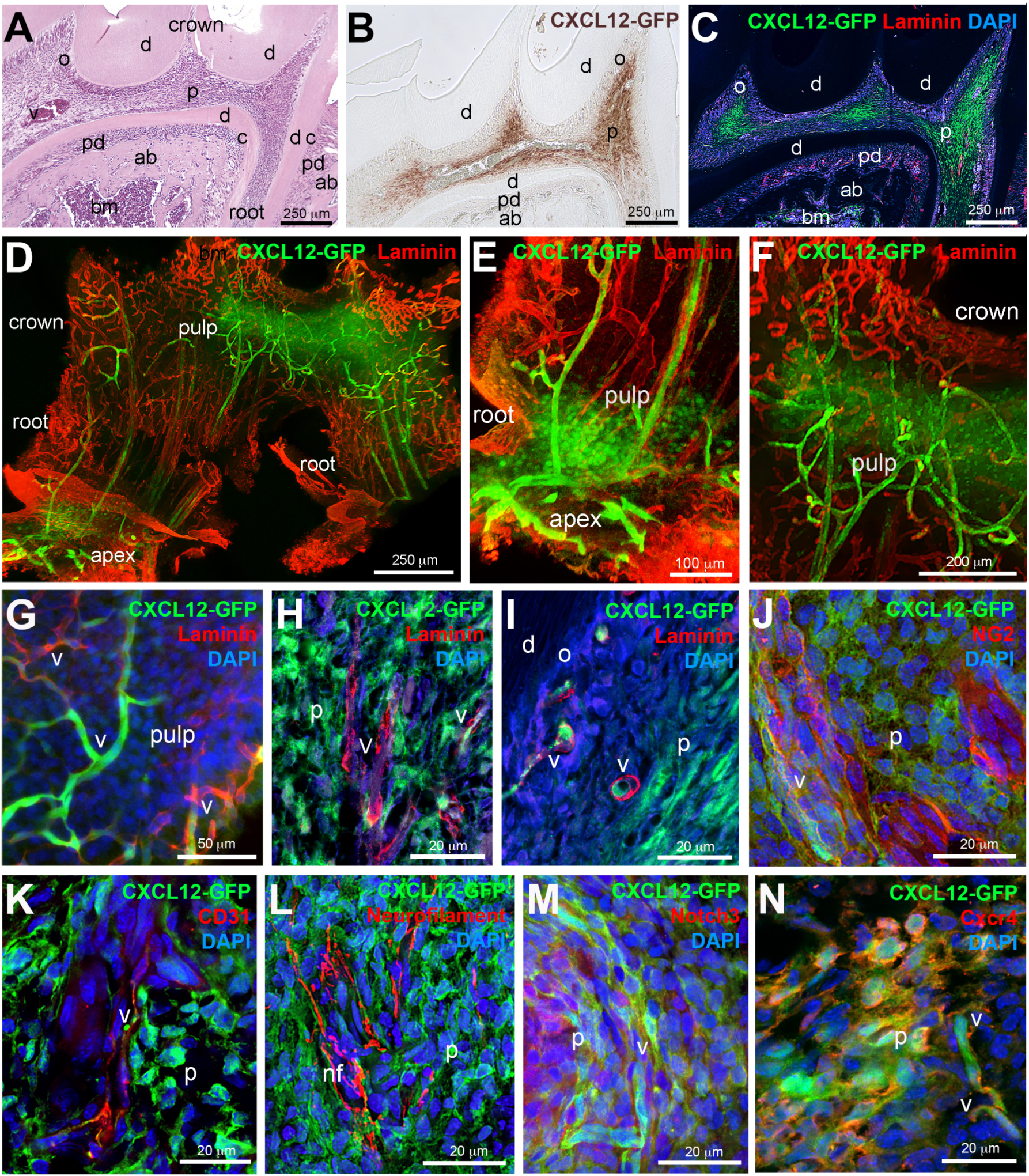 Ijms 22 03024 g001 Ijms 22 03024 g001