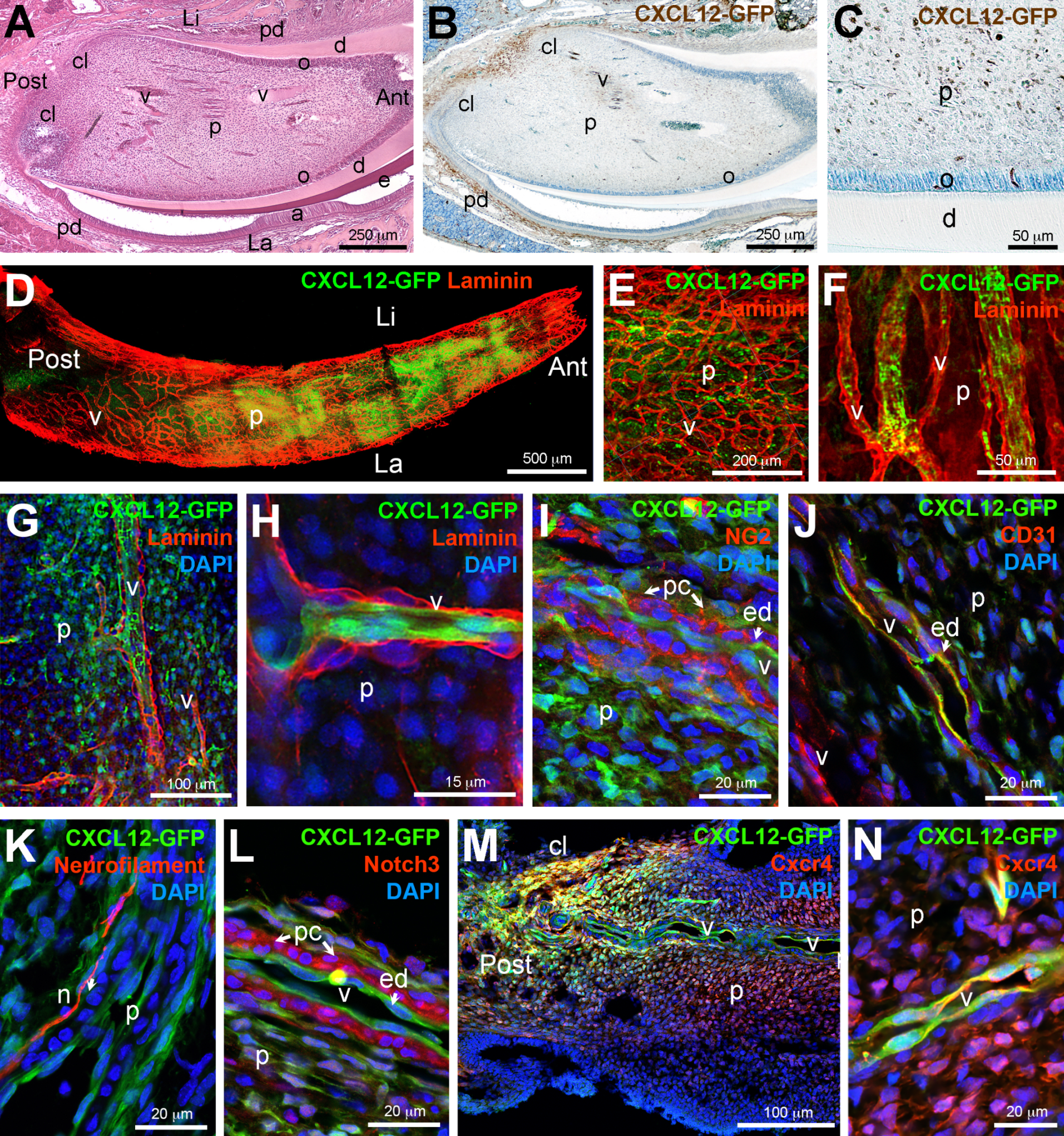 Ijms 22 03024 g002 Ijms 22 03024 g002