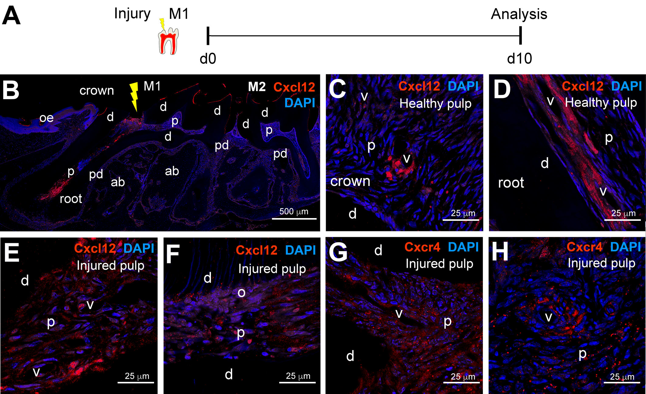 Ijms 22 03024 g003 Ijms 22 03024 g003