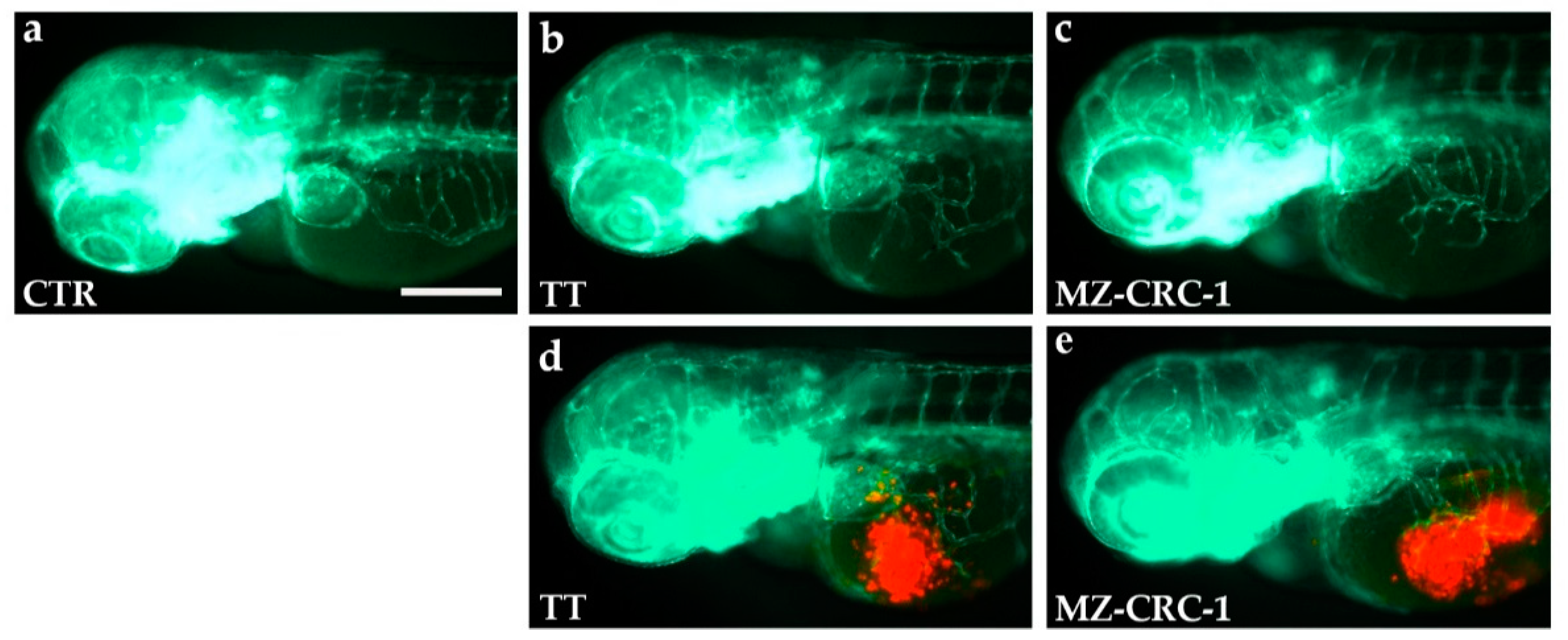 Ijms 22 03031 g005 Ijms 22 03031 g005
