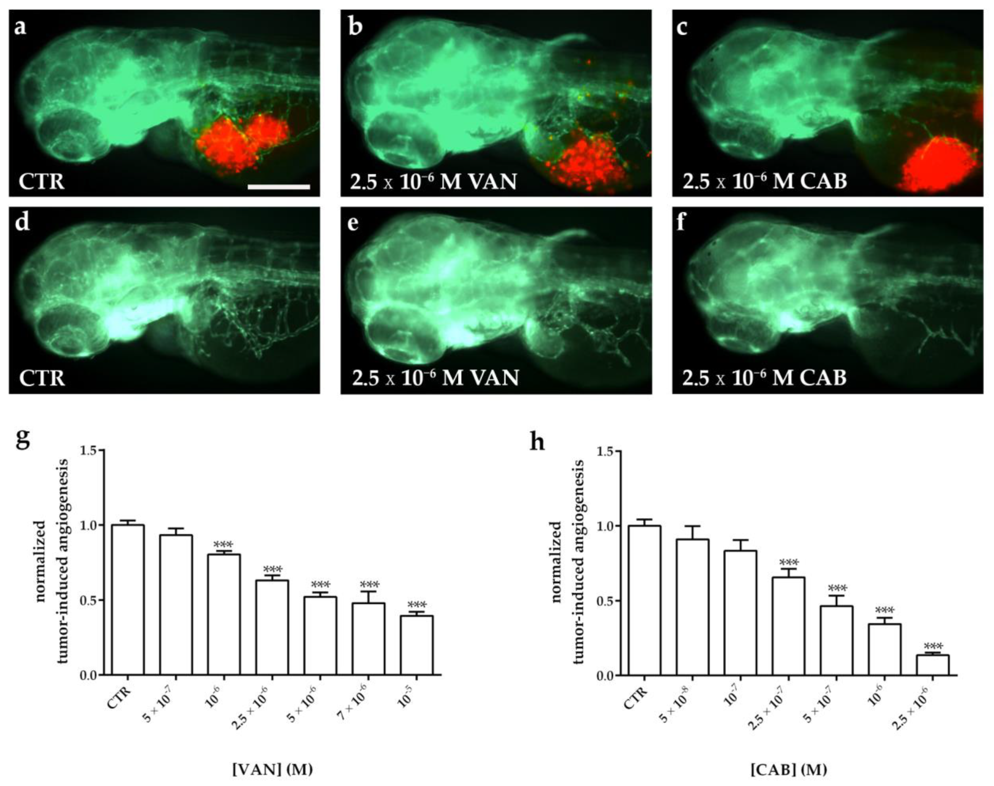 Ijms 22 03031 g006 Ijms 22 03031 g006
