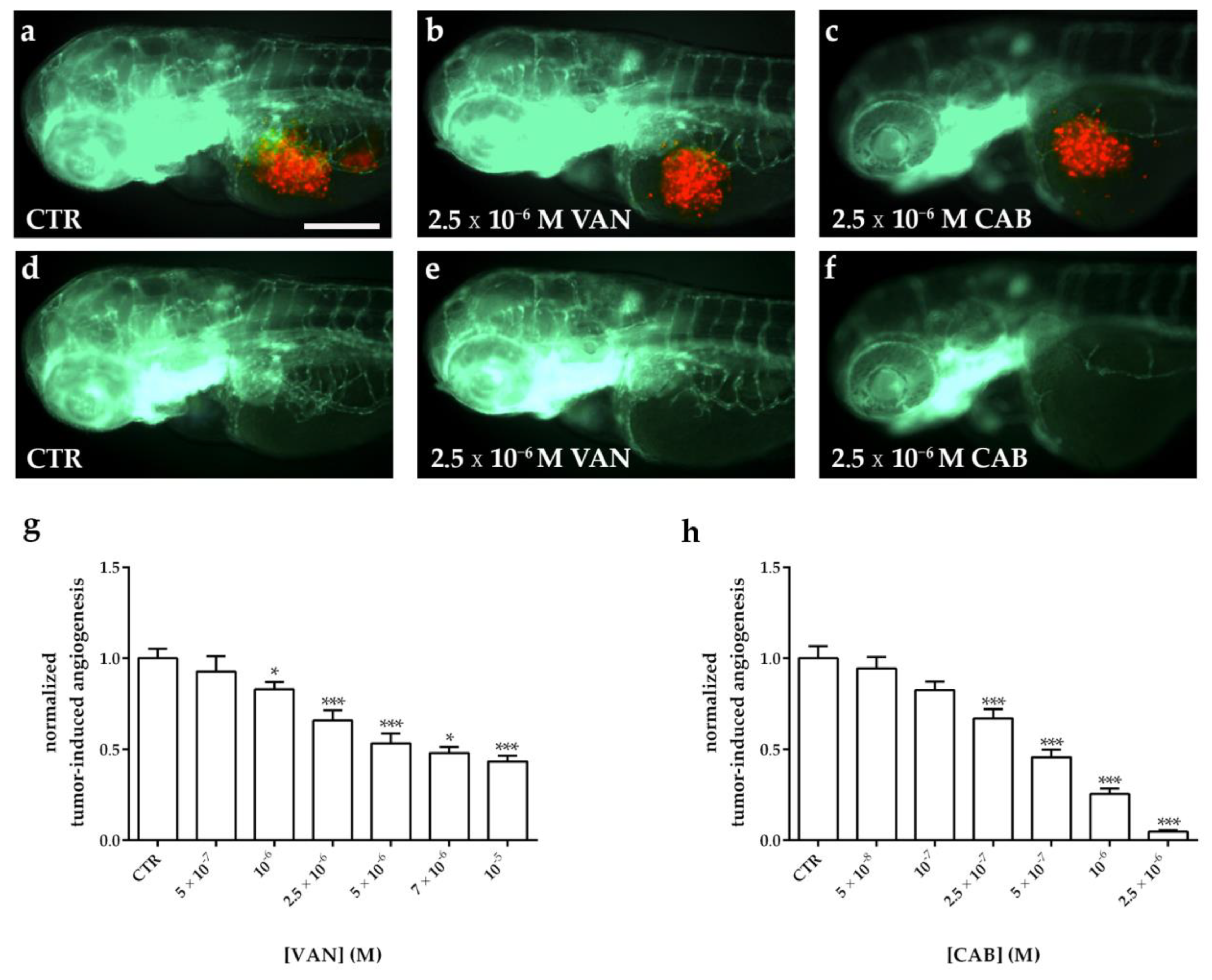 Ijms 22 03031 g007 Ijms 22 03031 g007