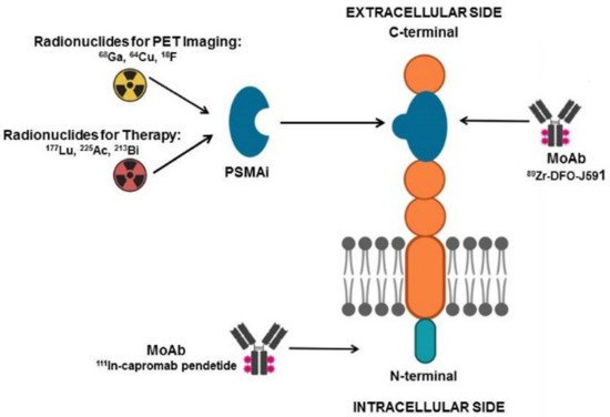 Ijms Free Full Text Prognostic And Theranostic Applications Of Positron Emission Tomography For A Personalized Approach To Metastatic Castration Resistant Prostate Cancer Html