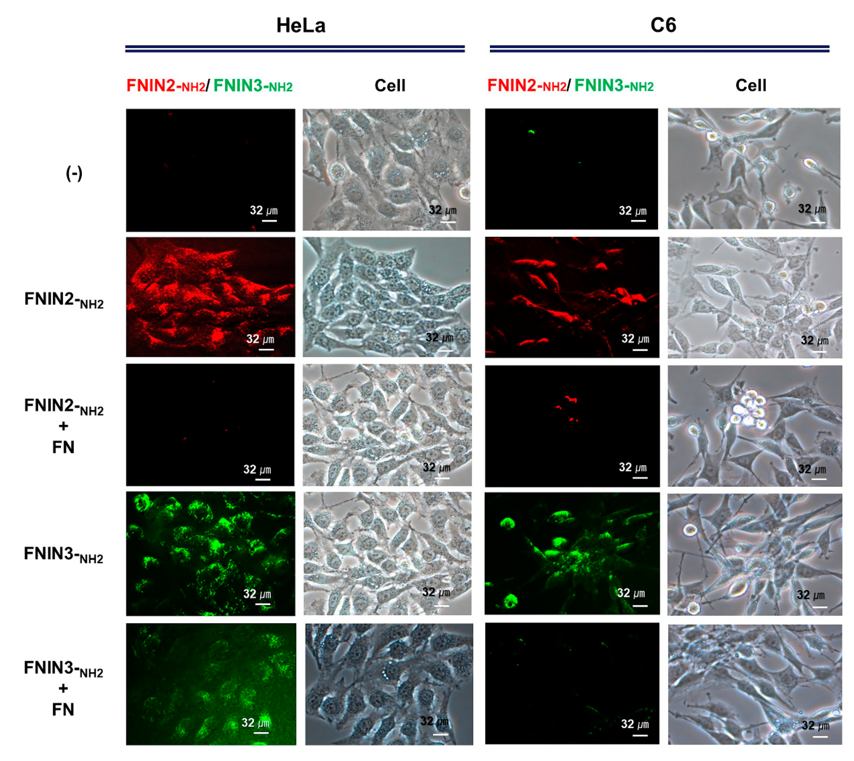 Ijms 22 03042 g003 Ijms 22 03042 g003