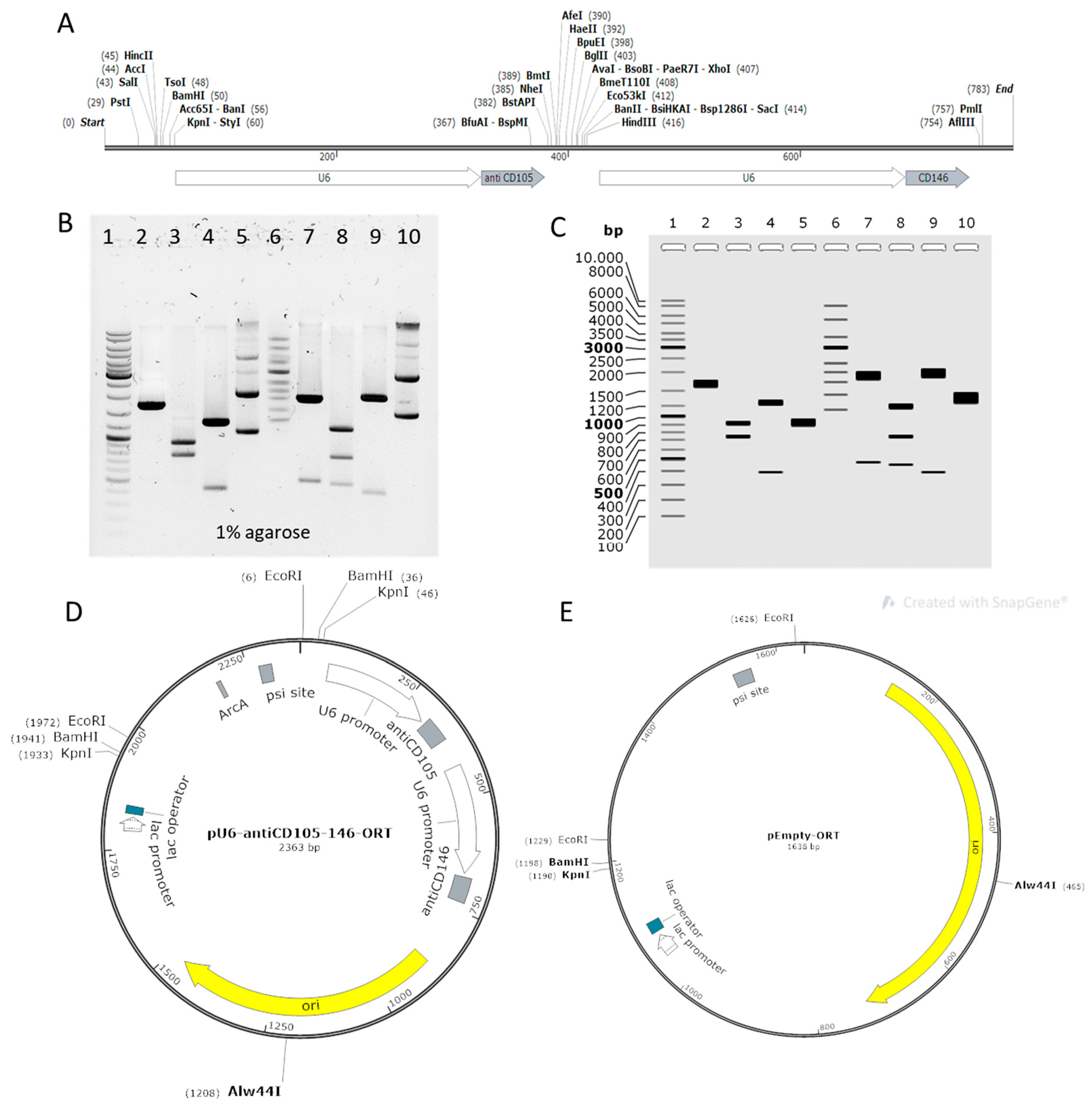 Ijms 22 03069 g001 Ijms 22 03069 g001