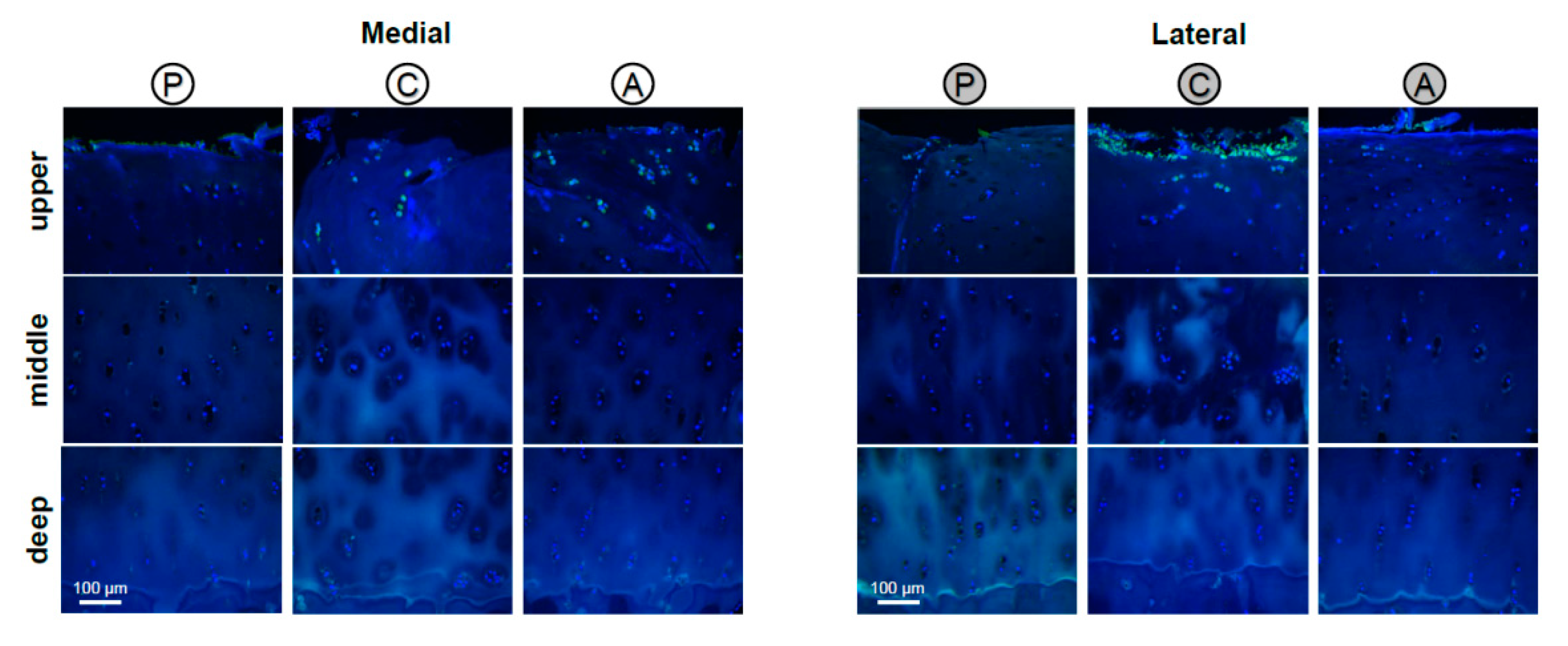 Ijms 22 03073 g0a1 Ijms 22 03073 g0a1