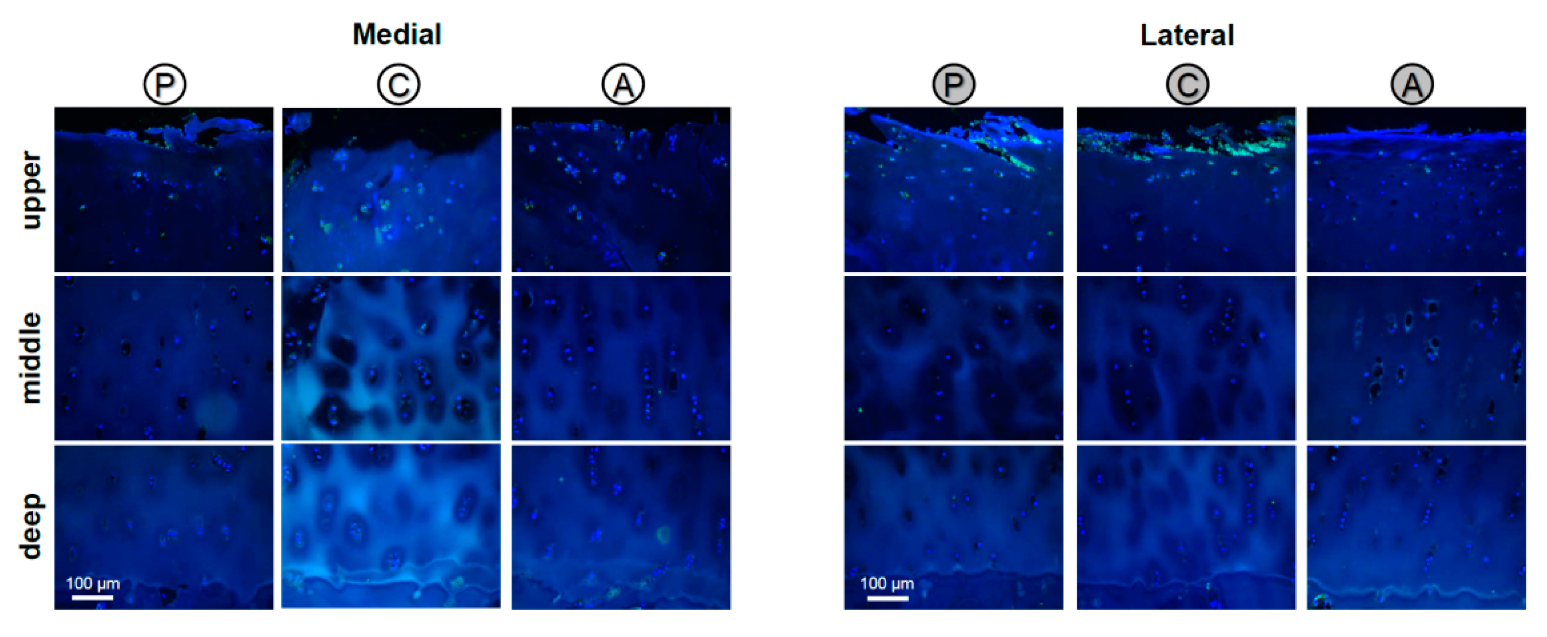 Ijms 22 03073 g0a2 Ijms 22 03073 g0a2