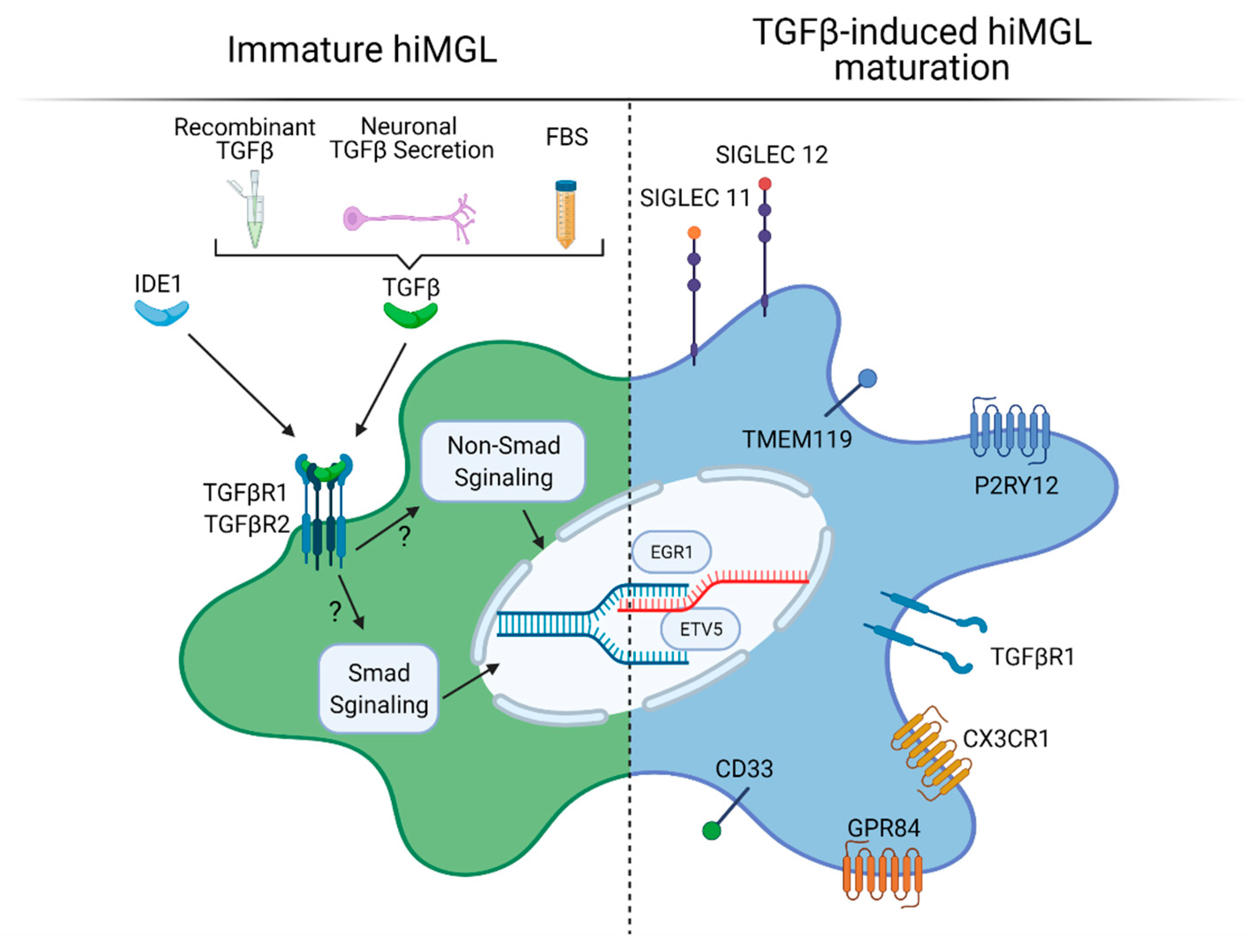 Ijms 22 03088 g003 Ijms 22 03088 g003