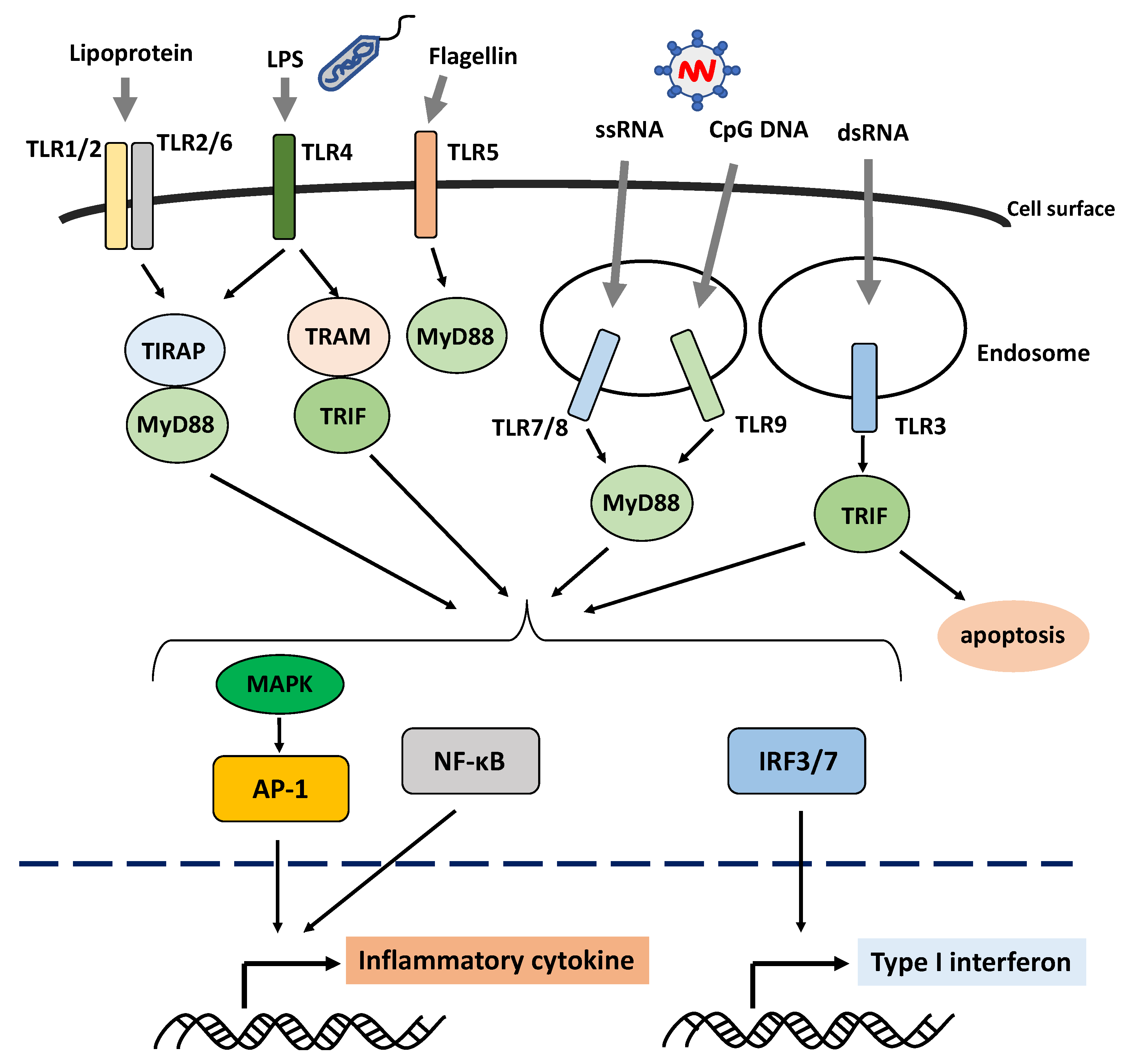 IJMS Free FullText Role of the Innate Immunity Signaling Pathway