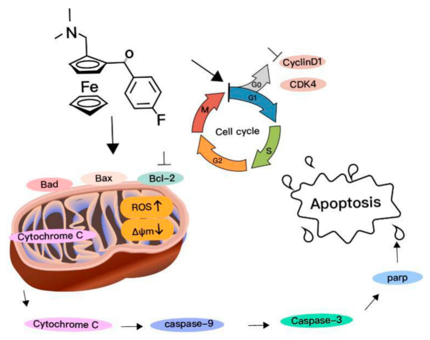 Novel Ferrocene Derivatives Induce G0/G1 Cell Cycle Arrest