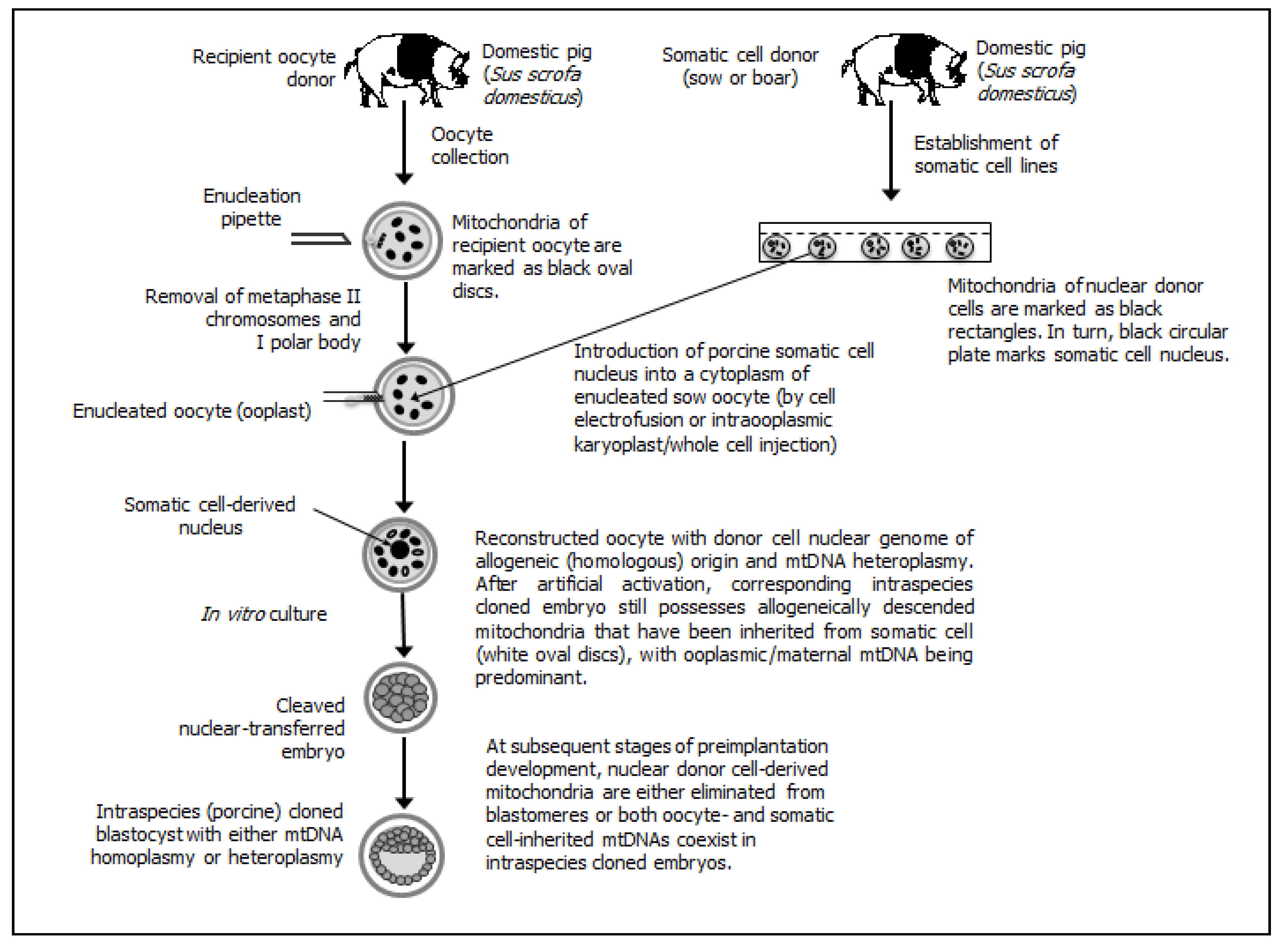 IJMS | Free Full-Text | Extranuclear Inheritance of Mitochondrial Genome and Epigenetic Reprogrammability of Chromosomal Telomeres in Somatic Cell Cloning of Mammals IJMS | Free Full-Text | Extranuclear Inheritance of Mitochondrial Genome and Epigenetic Reprogrammability of Chromosomal Telomeres in Somatic Cell Cloning of Mammals