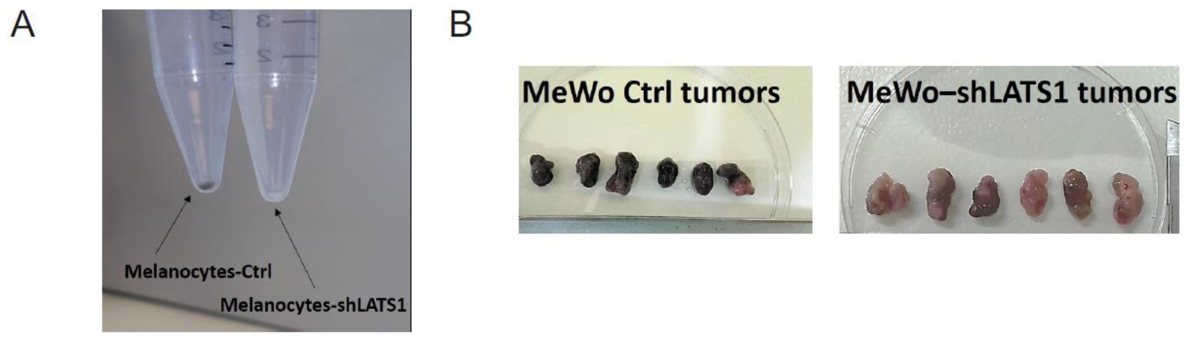 Ijms 22 03108 g001a Ijms 22 03108 g001a