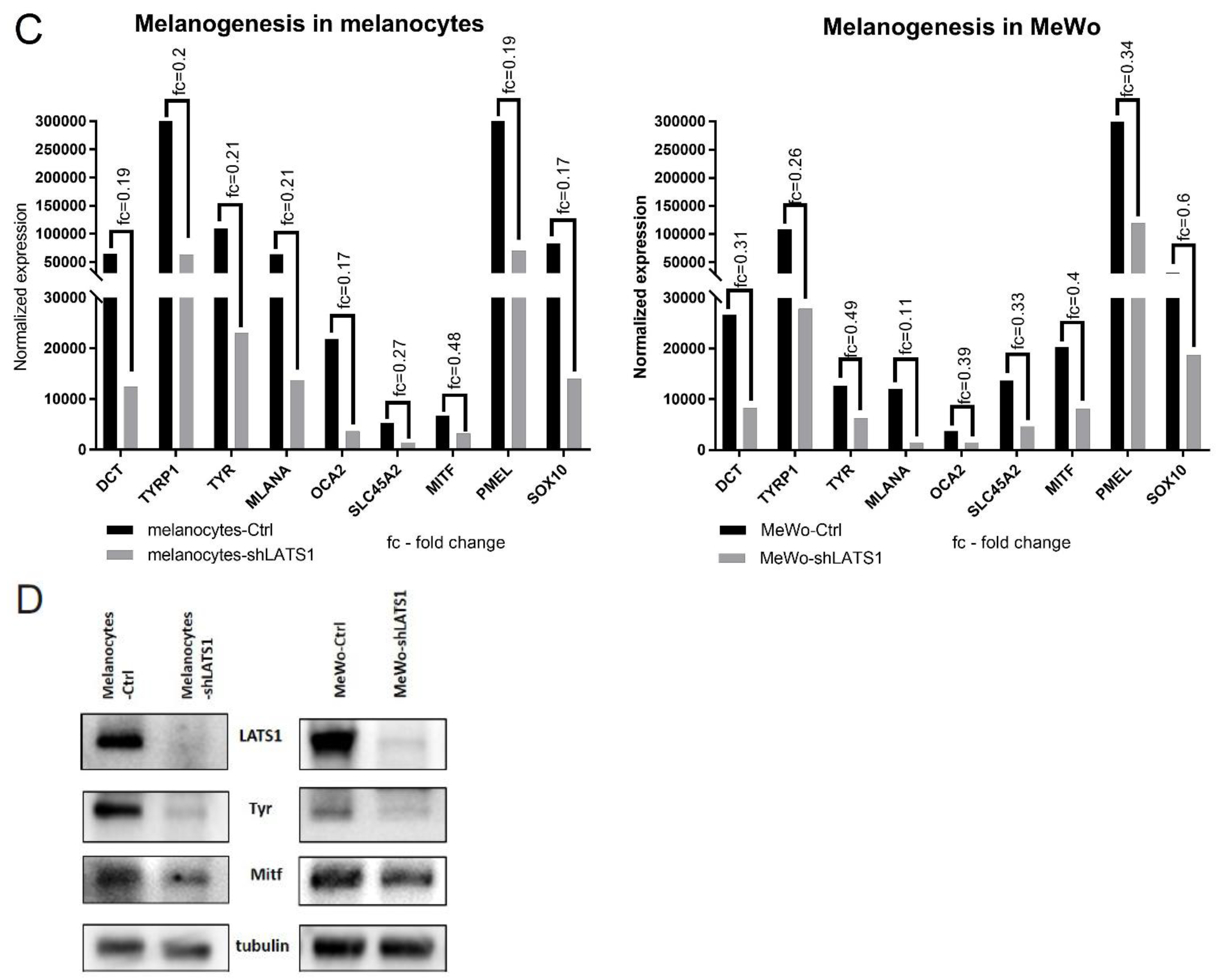 Ijms 22 03108 g001b Ijms 22 03108 g001b