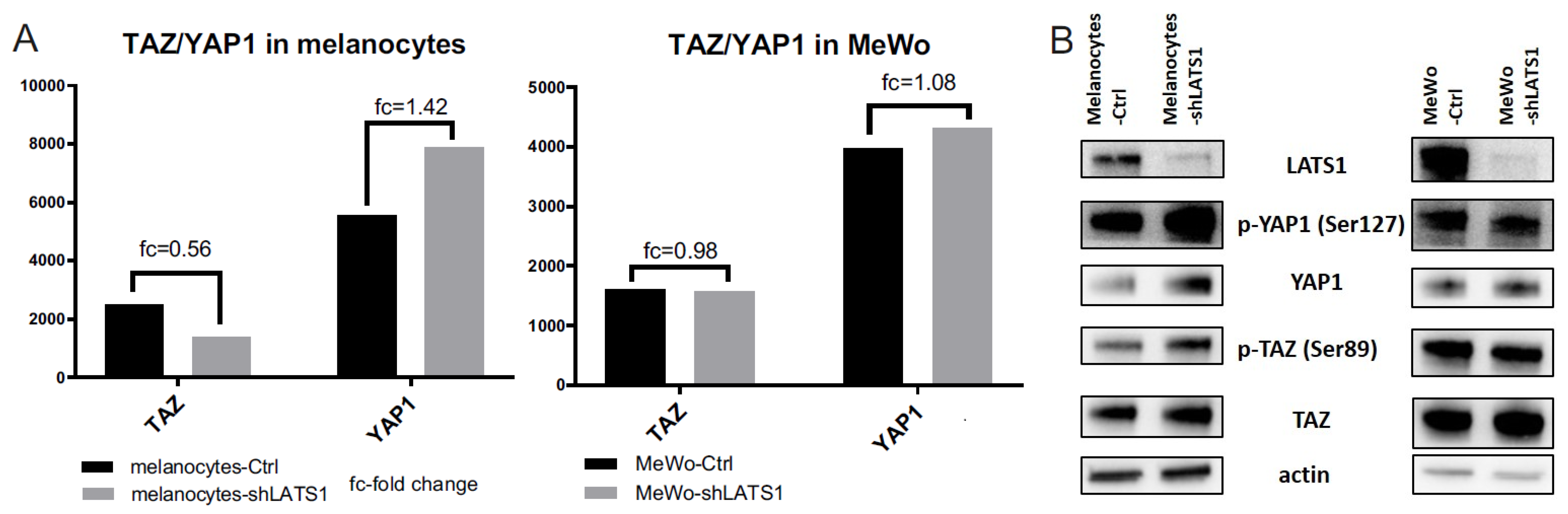 Ijms 22 03108 g006 Ijms 22 03108 g006