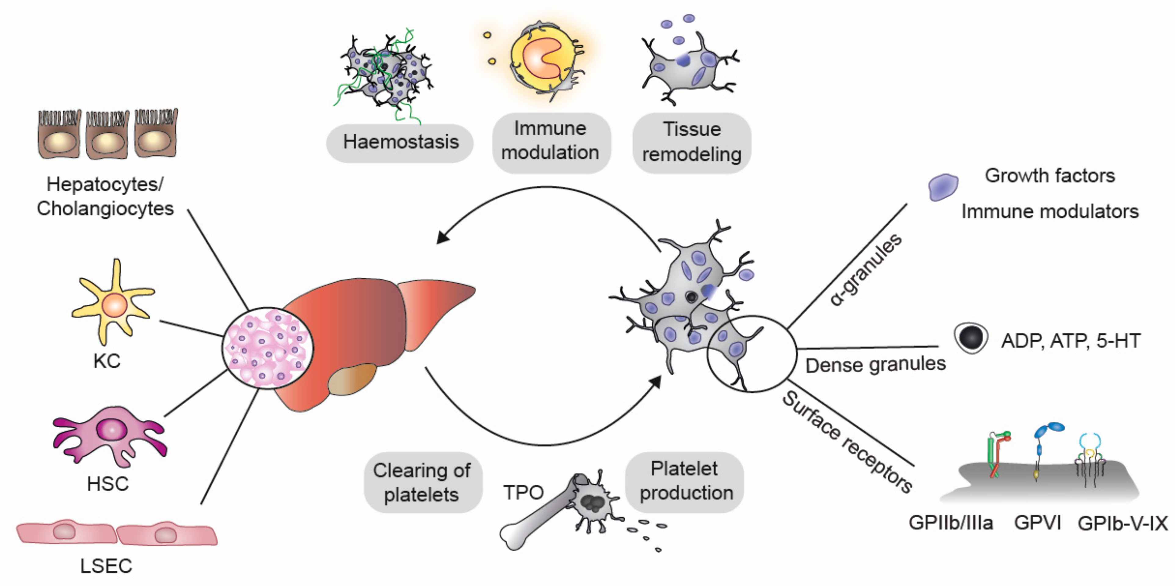 | Free Full-Text | Till Death Do Us Part—The Multifaceted of Platelets Liver Diseases