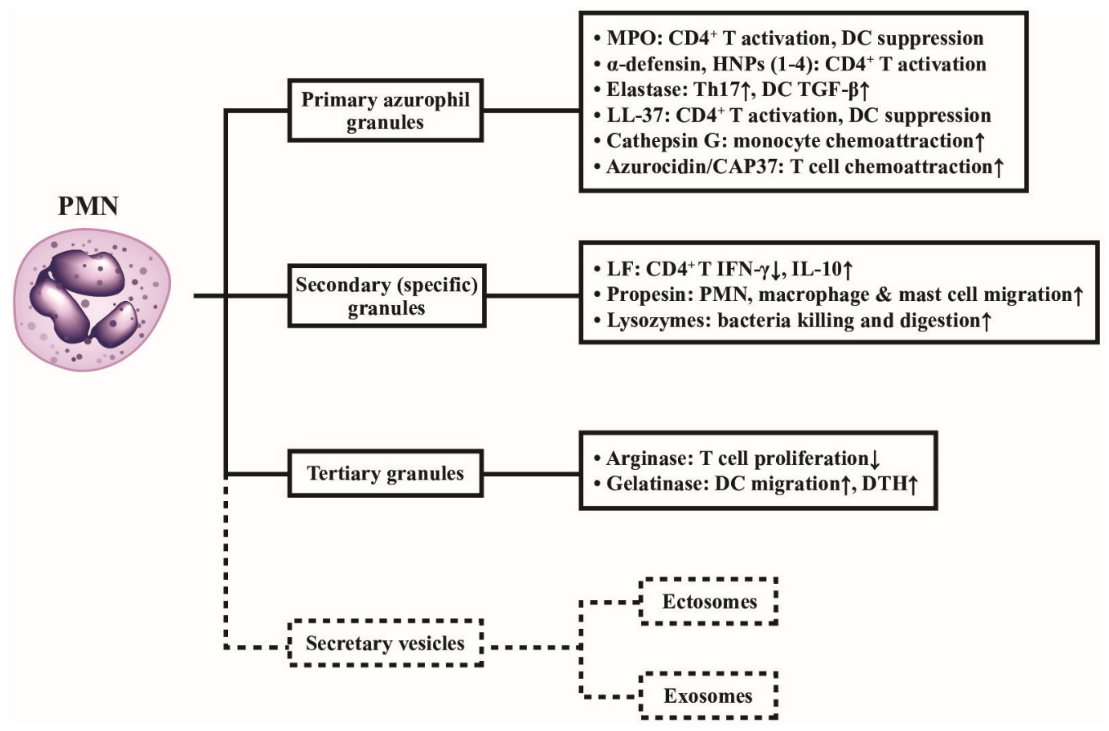 Ijms 22 03119 g003 Ijms 22 03119 g003