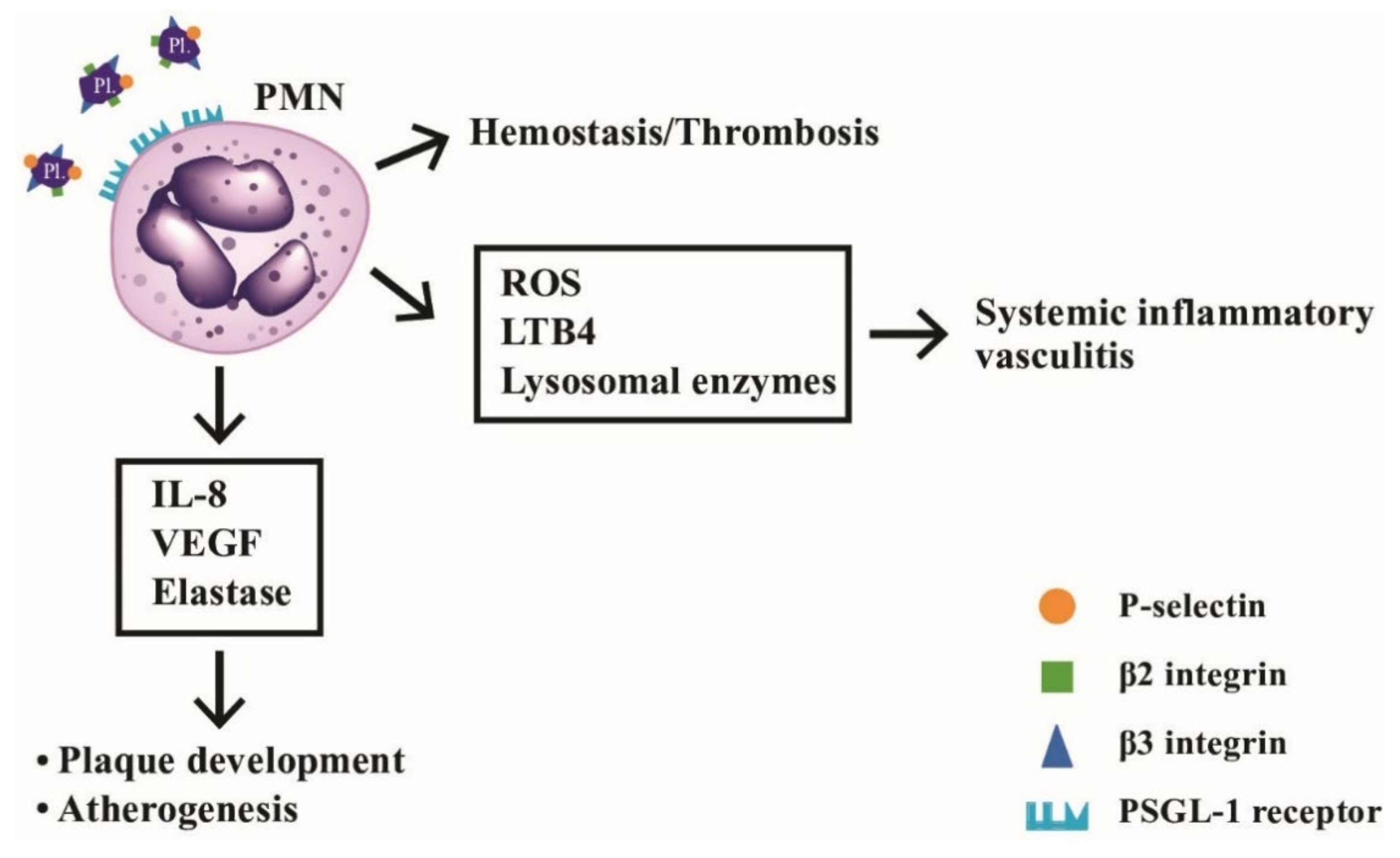 Ijms 22 03119 g011 Ijms 22 03119 g011