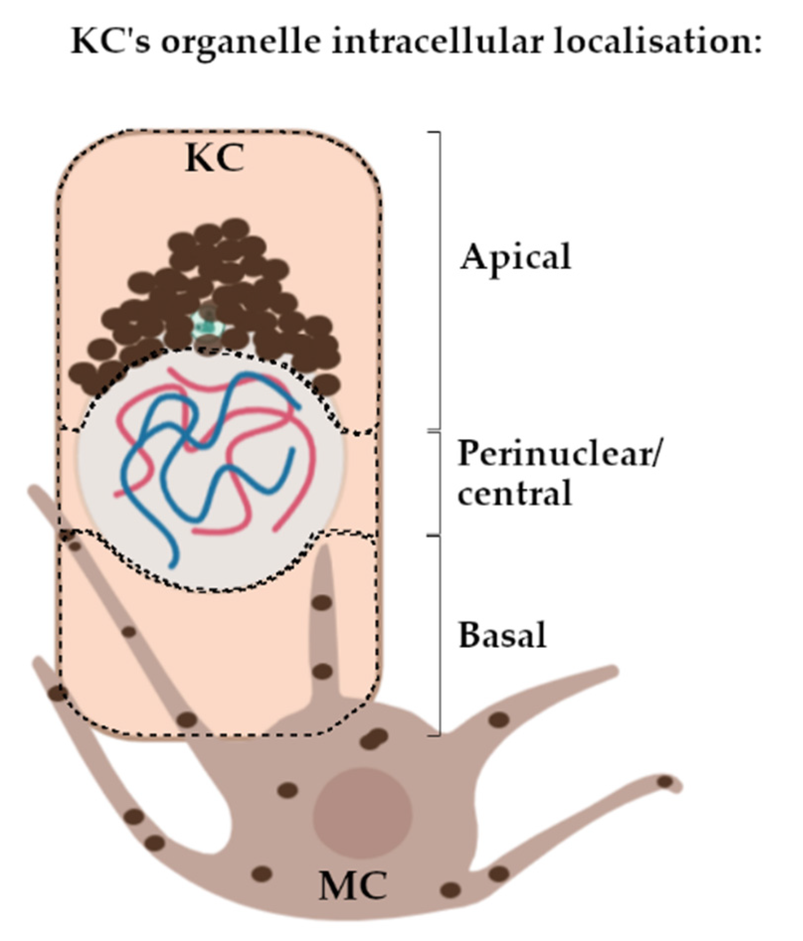 IJMS | Free Full-Text | Melanin Distribution in Human Skin: Influence of  Cytoskeletal, Polarity, and Centrosome-Related Machinery of Stratum basale  Keratinocytes