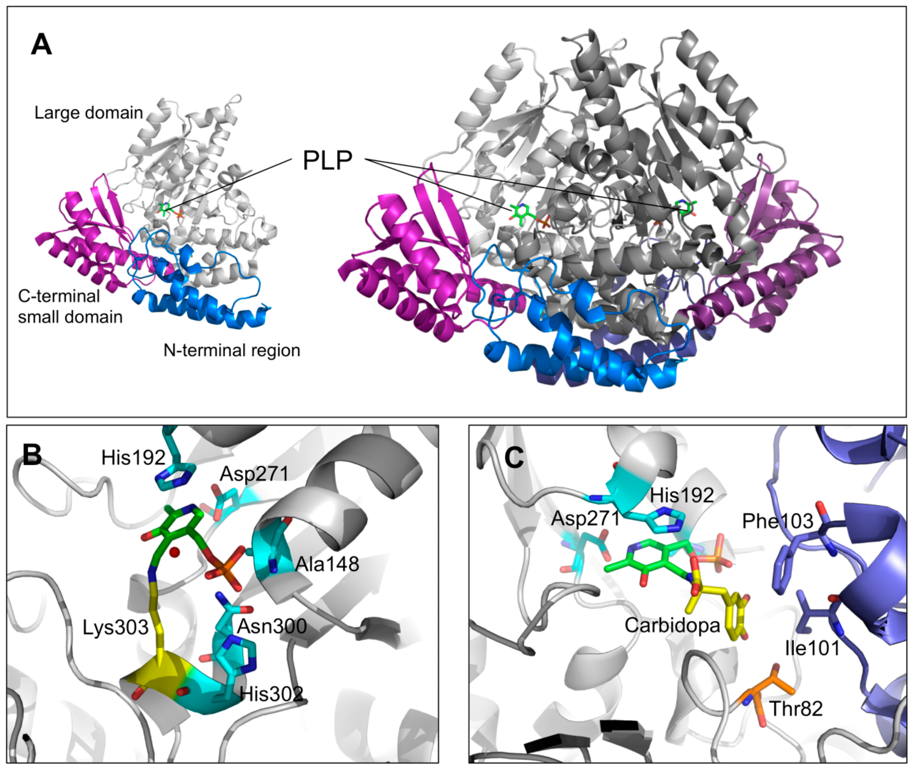 Ijms 22 03146 g003 Ijms 22 03146 g003