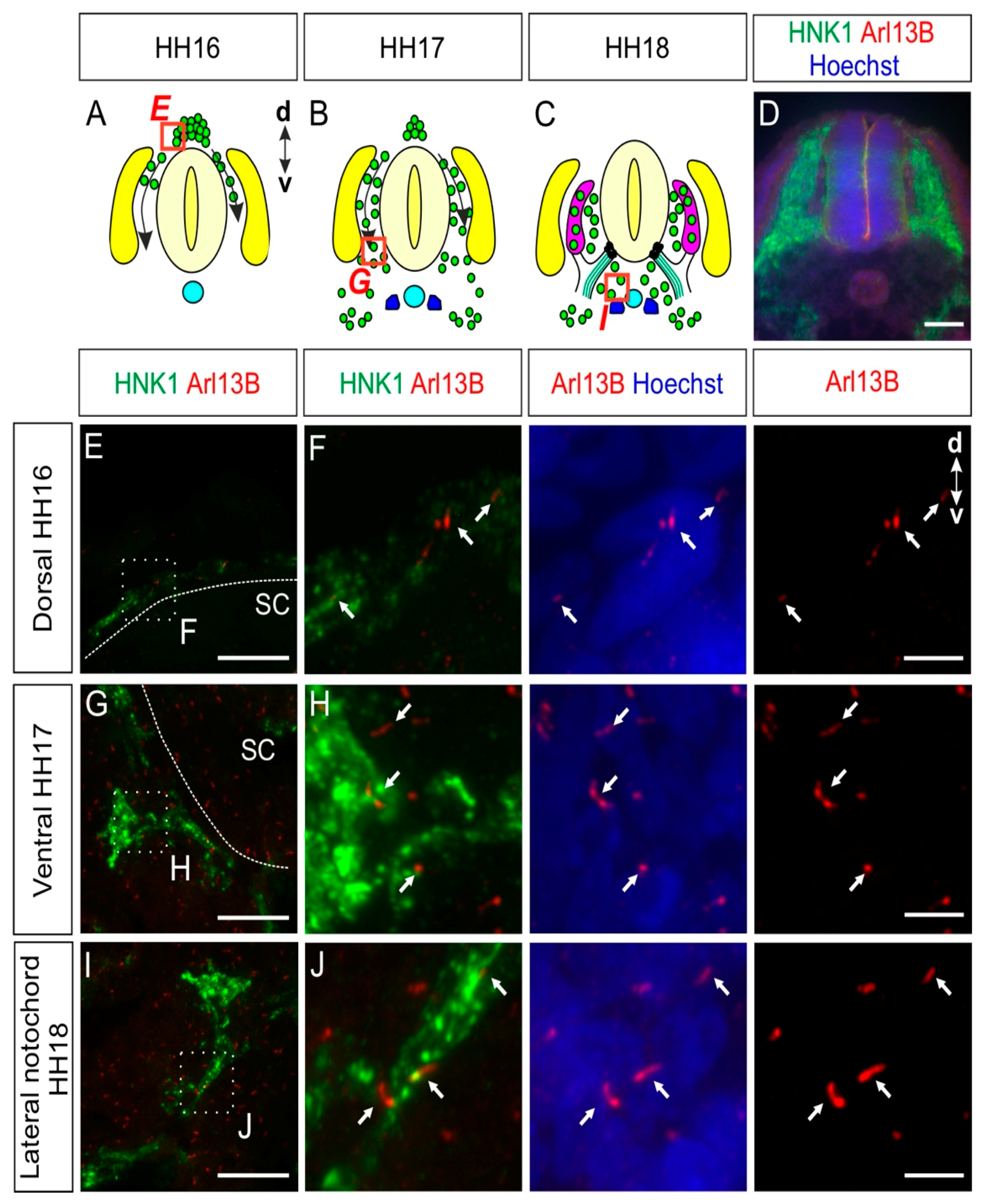 Ijms 22 03176 g001 Ijms 22 03176 g001