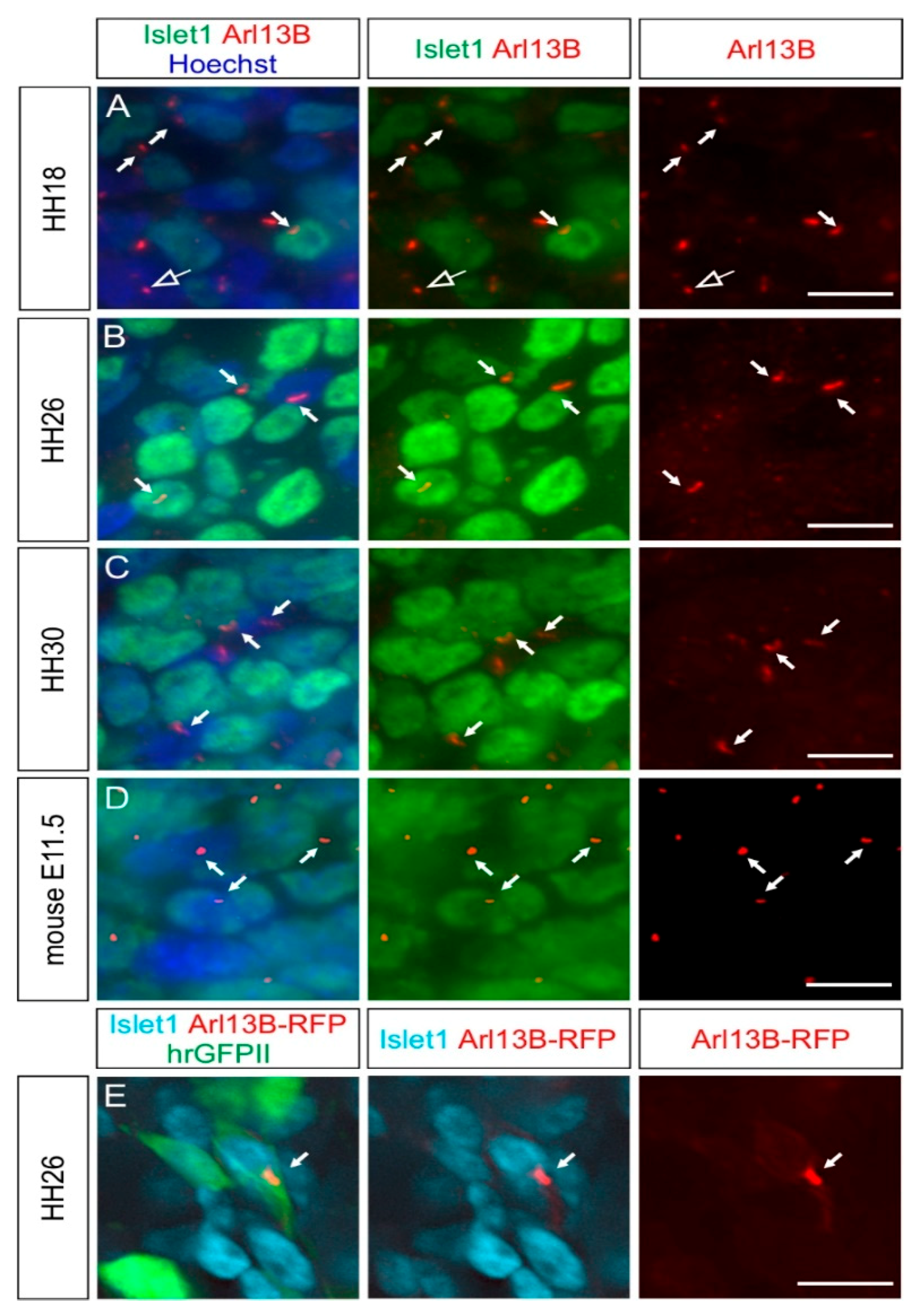 Ijms 22 03176 g002 Ijms 22 03176 g002