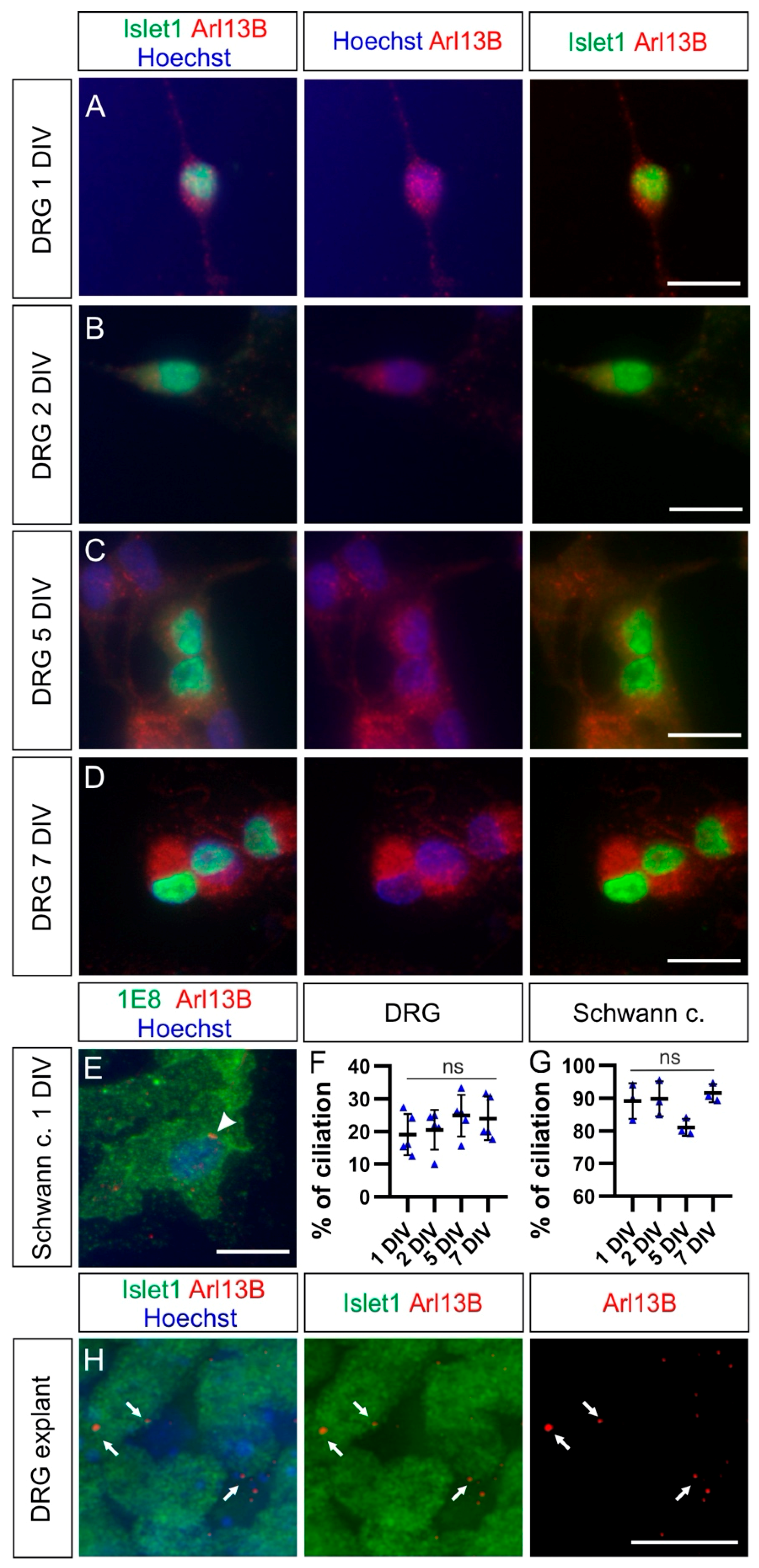 Ijms 22 03176 g006 Ijms 22 03176 g006