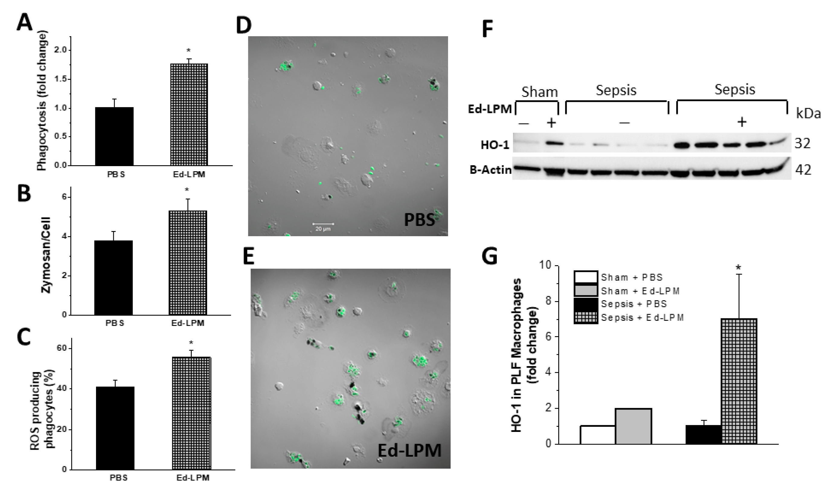 Ijms 22 03190 g004 Ijms 22 03190 g004
