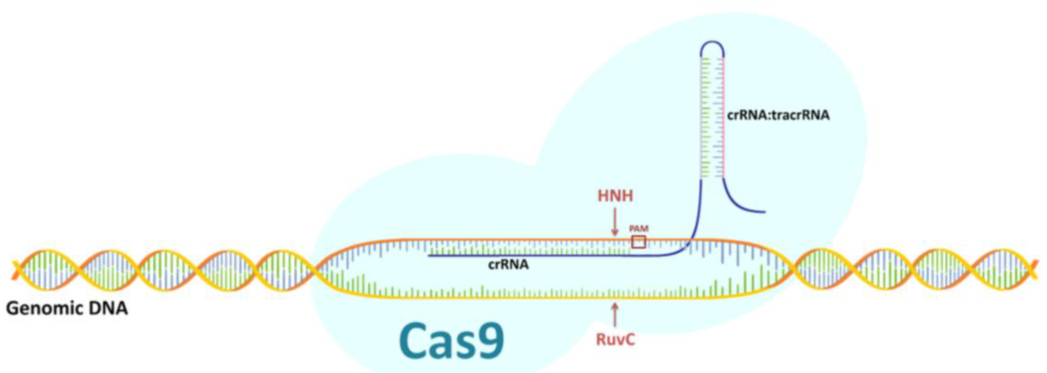 Ijms Free Full Text Crispr Cas Technology In Pig To Human Xenotransplantation Research Html