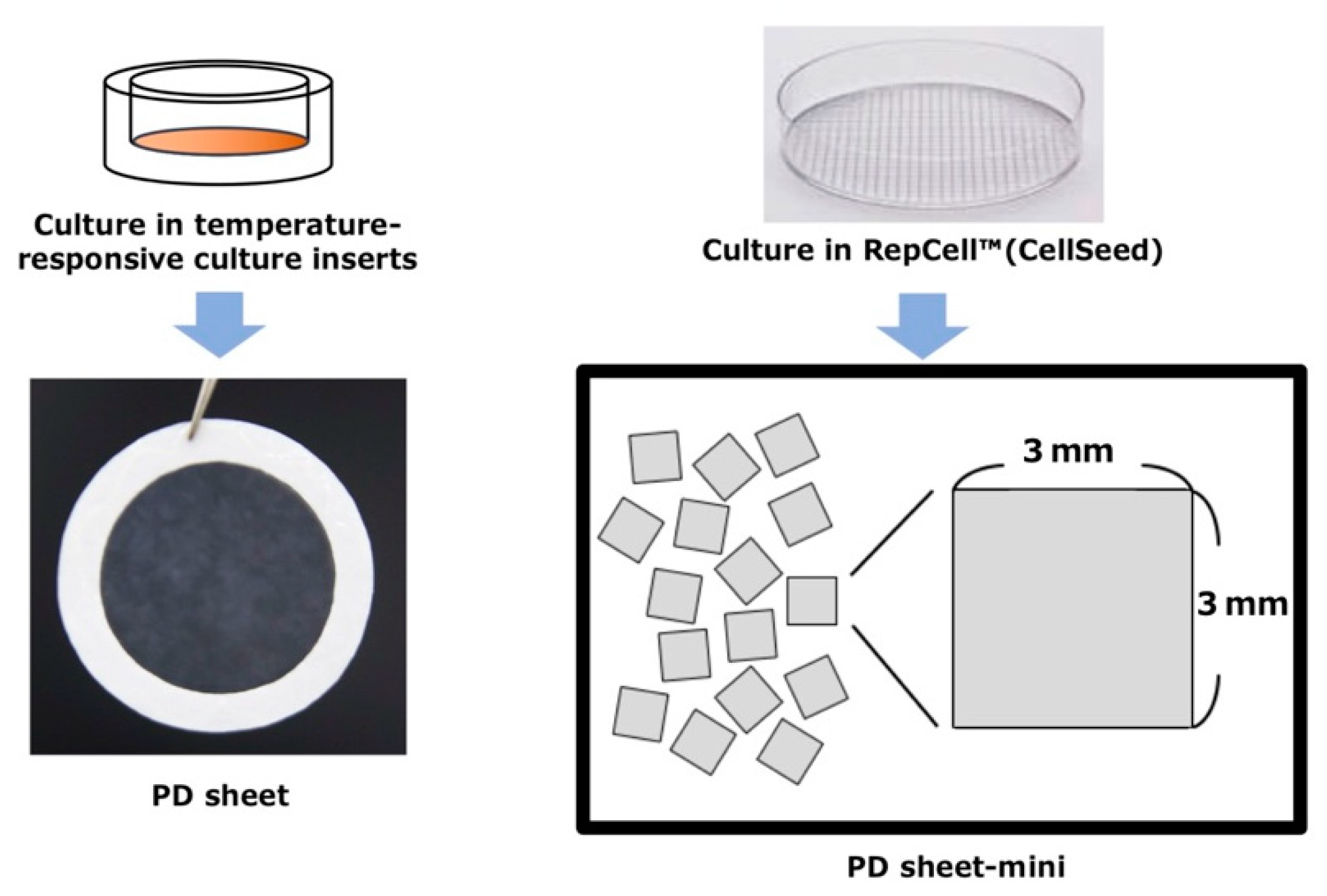 Ijms Free Full Text Development Of Injectable Polydactyly Derived Chondrocyte Sheets Html