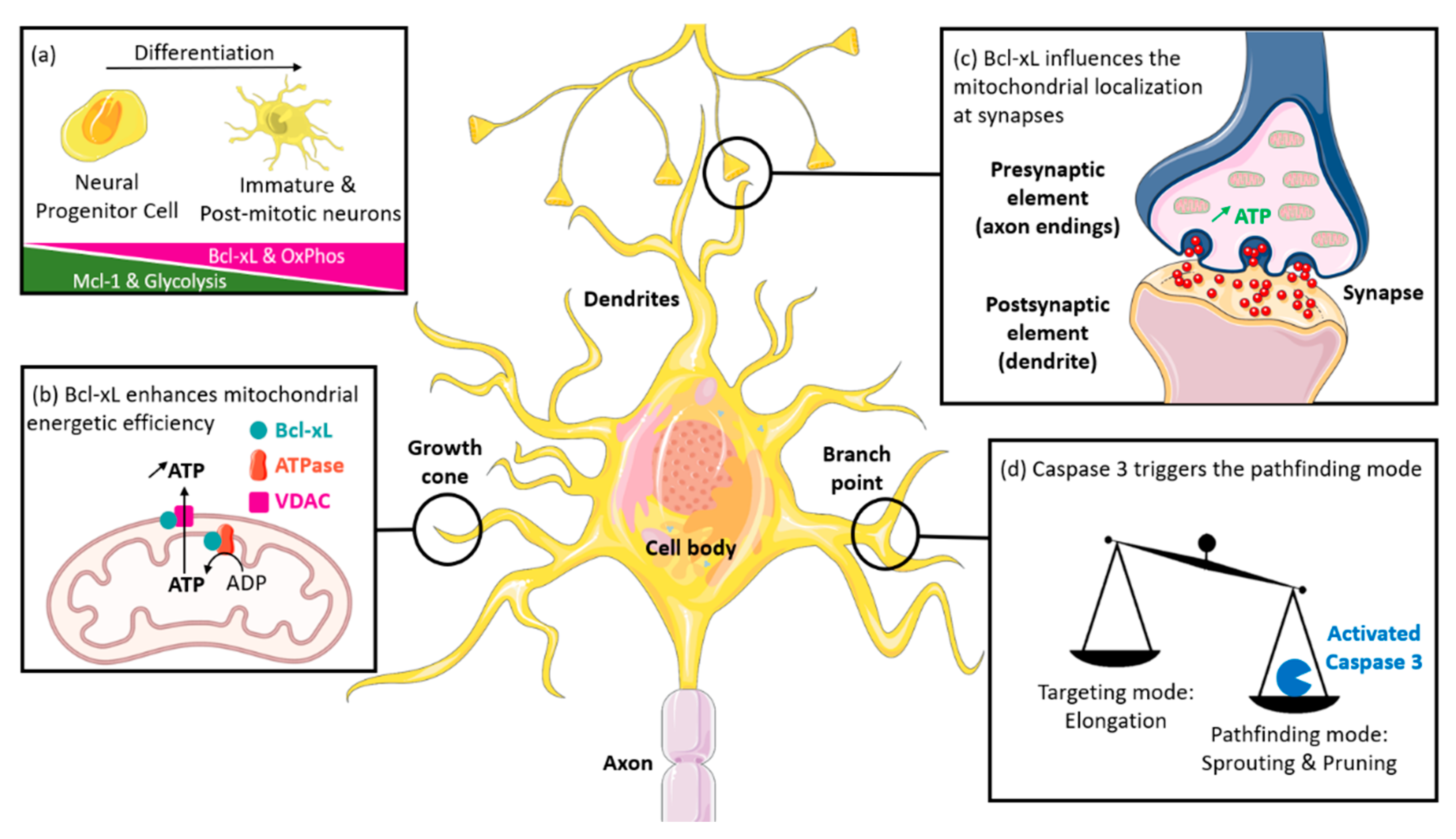 Ijms 22 03202 g003 Ijms 22 03202 g003