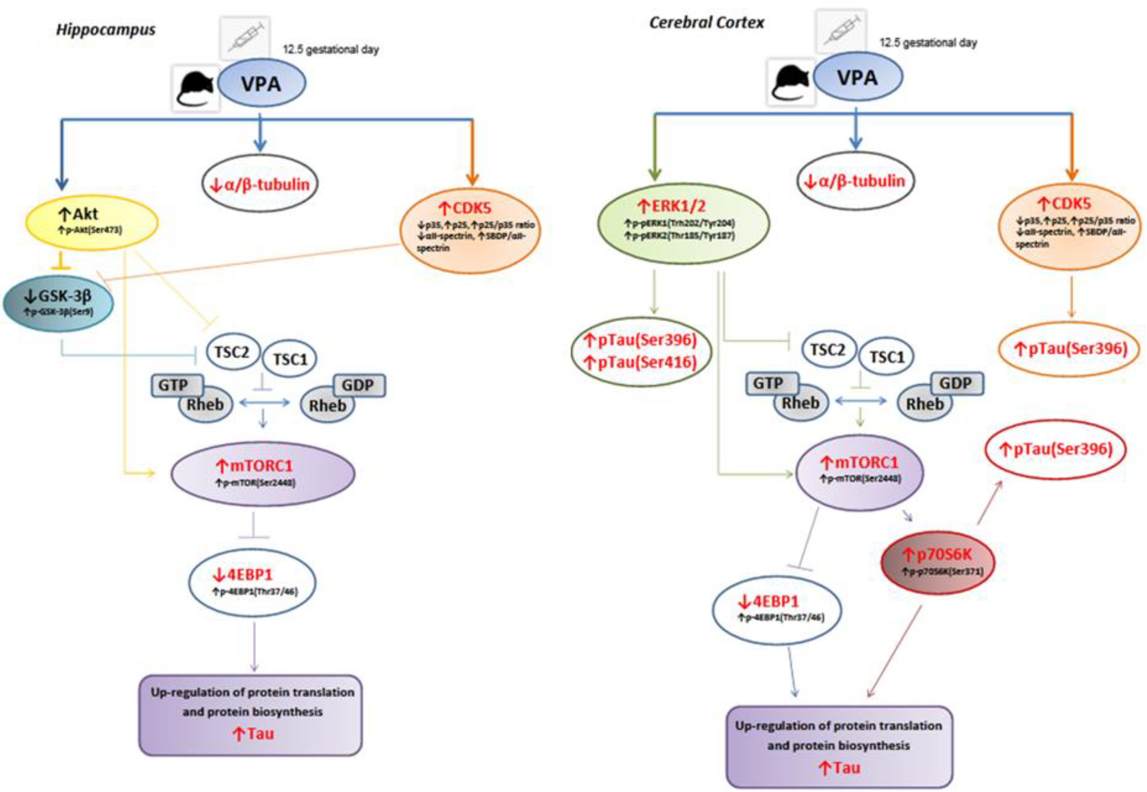 Ijms 22 03209 g017 Ijms 22 03209 g017