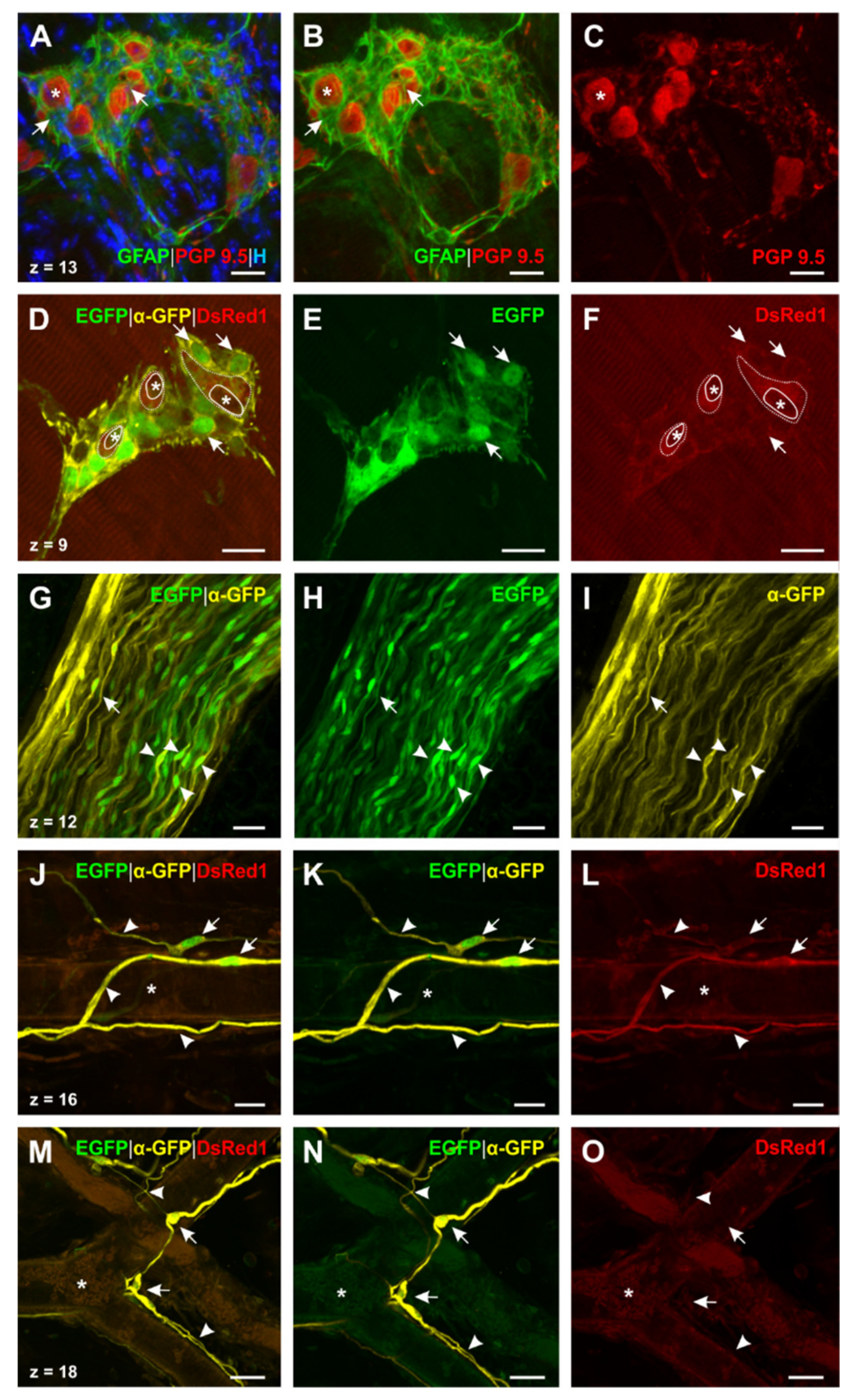Ijms 22 03233 g005 Ijms 22 03233 g005