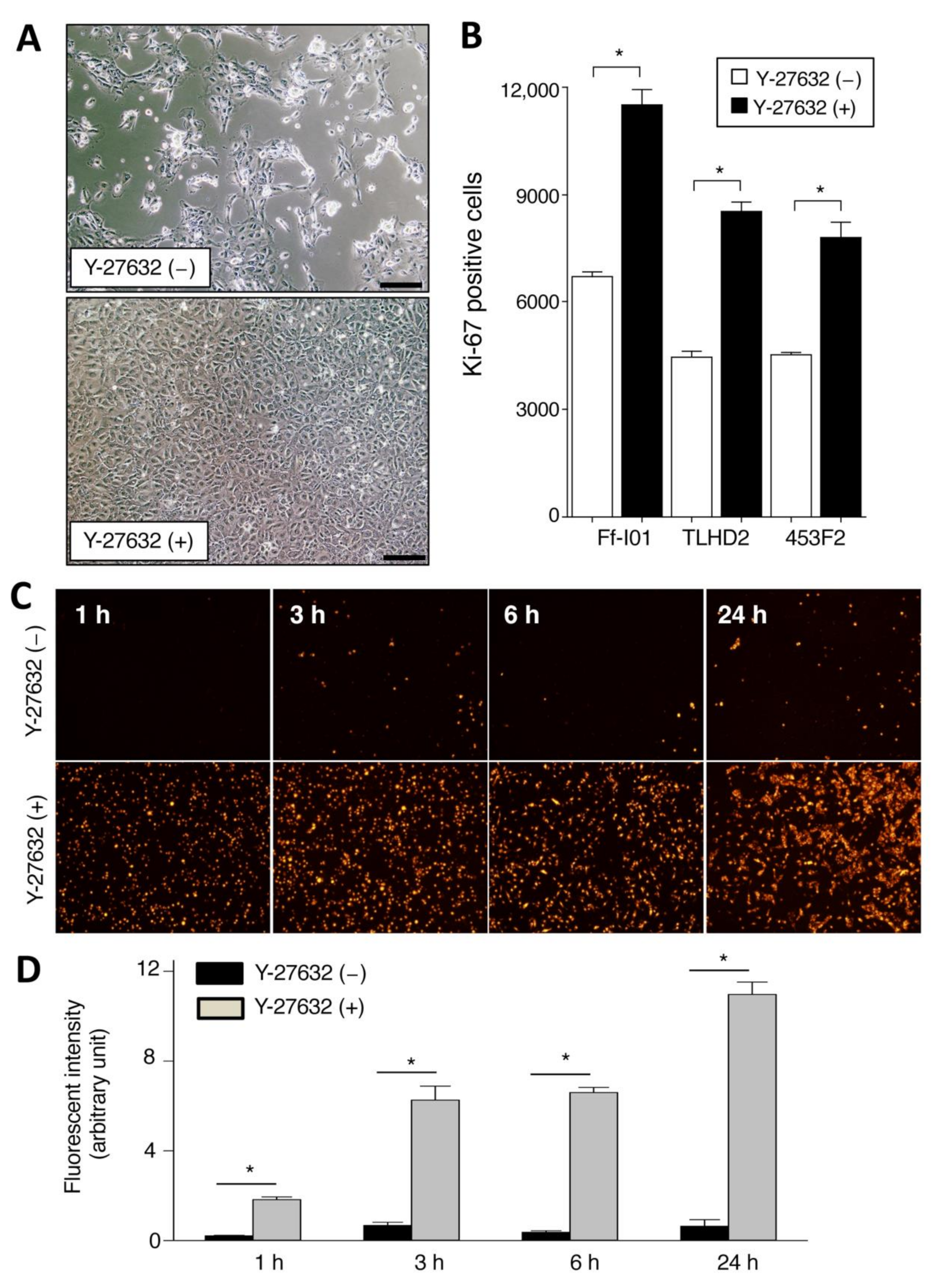 Ijms 22 03237 g001 Ijms 22 03237 g001