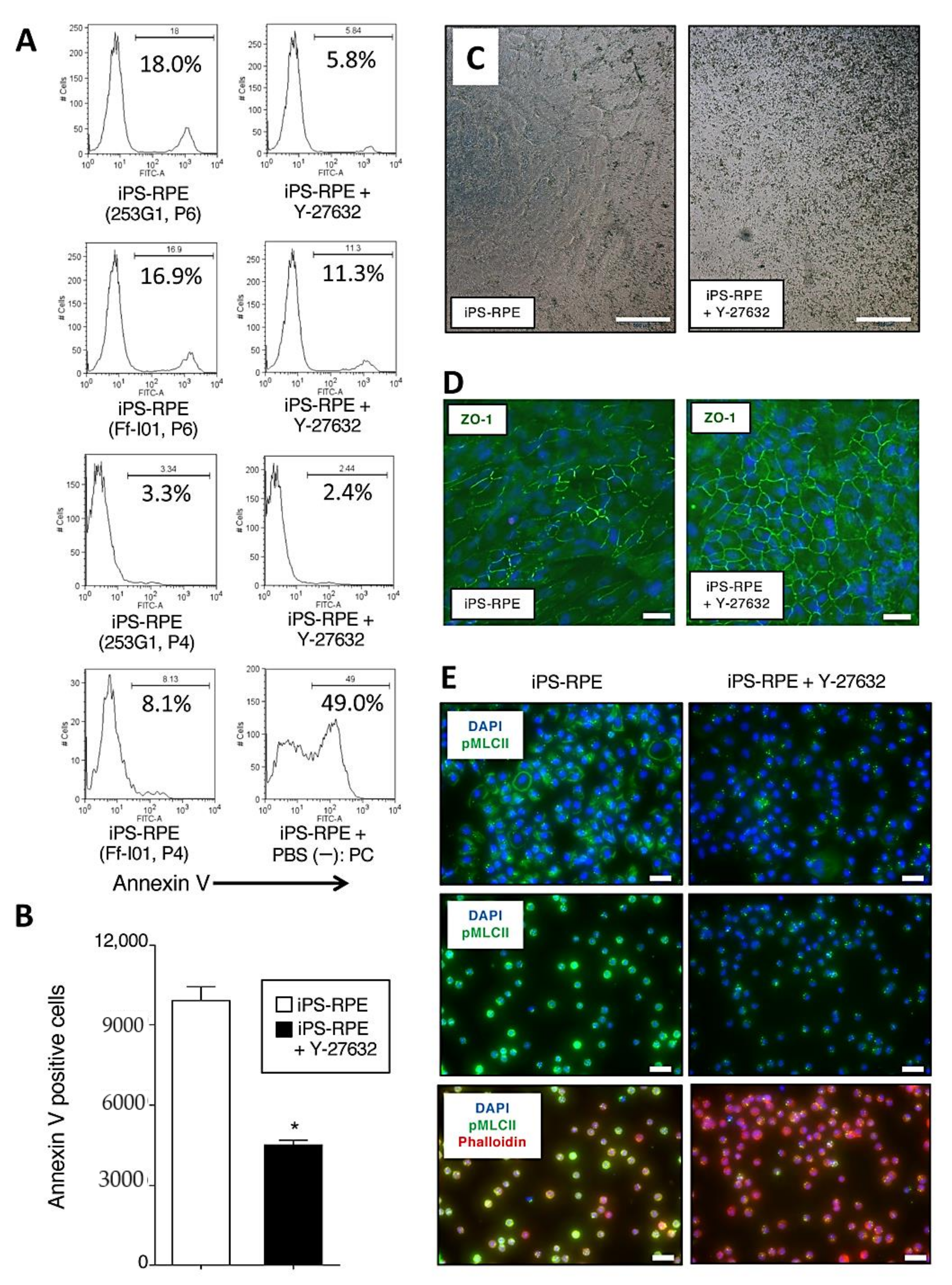 Ijms 22 03237 g002 Ijms 22 03237 g002