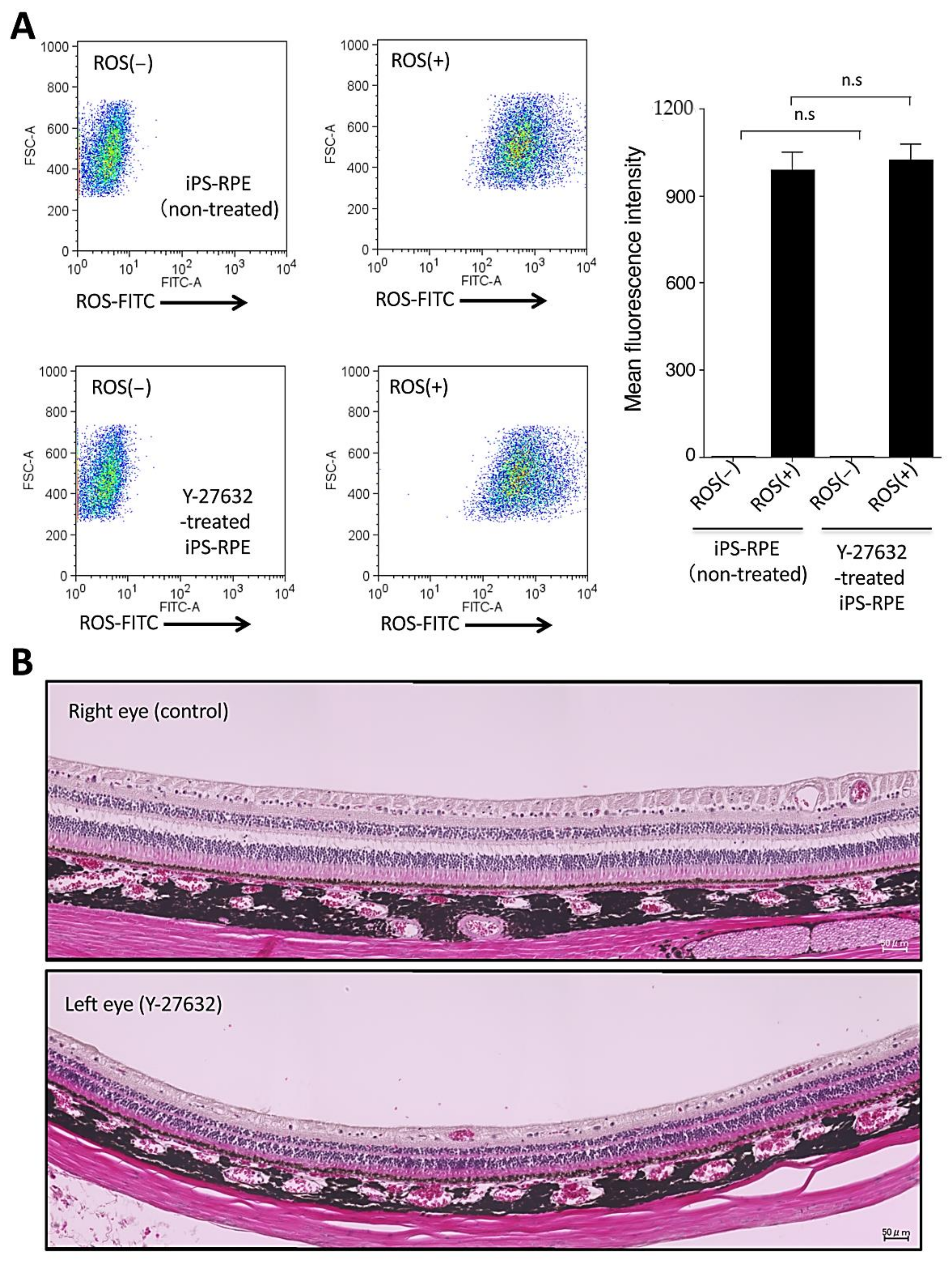 Ijms 22 03237 g004 Ijms 22 03237 g004